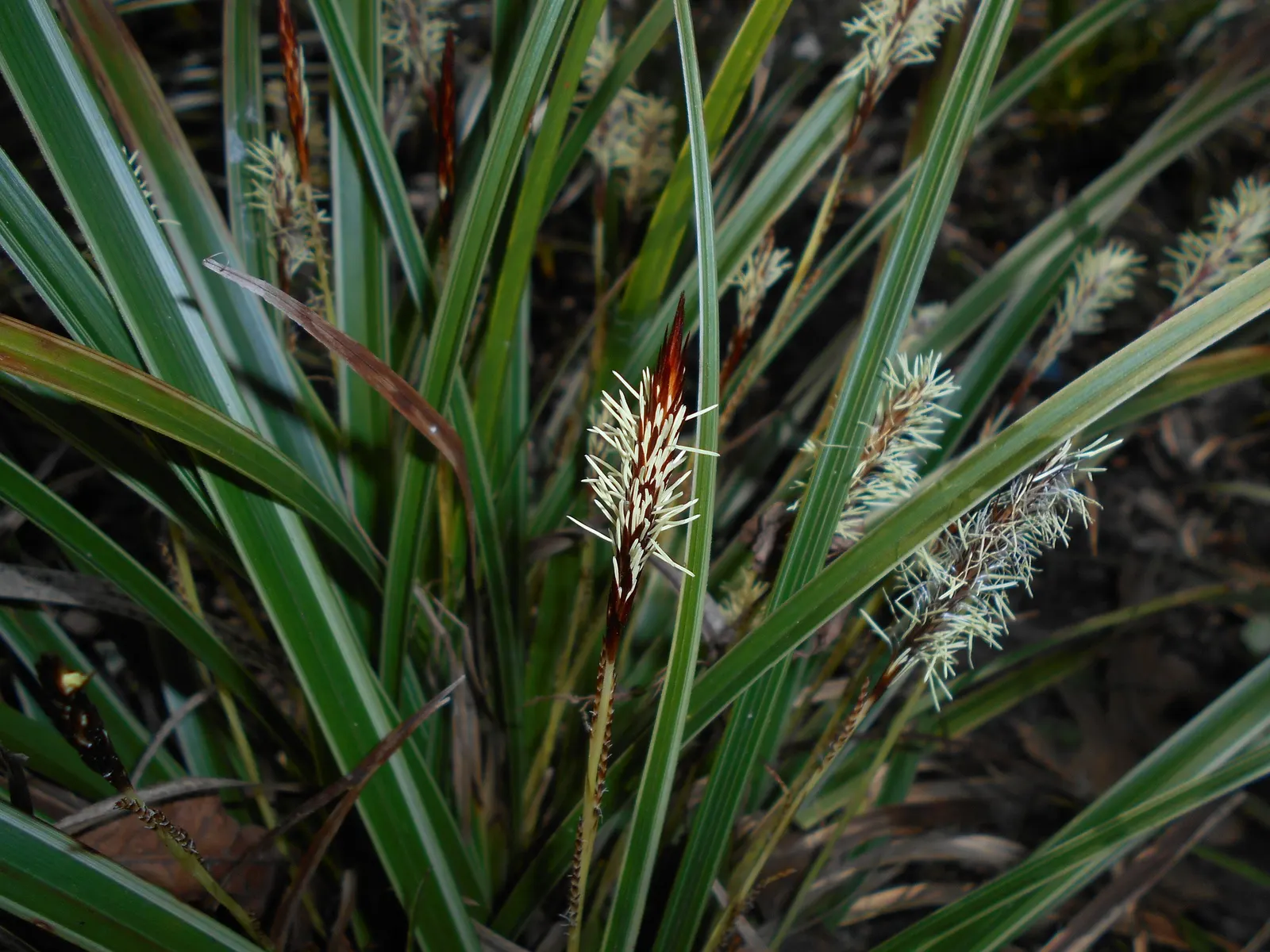 Japanese Grass Sedge (Carex Morrowii) — scientifically known as Carex morrowii; variegated leaves up to 18 inches long and about 0.5 inches wide, image 73