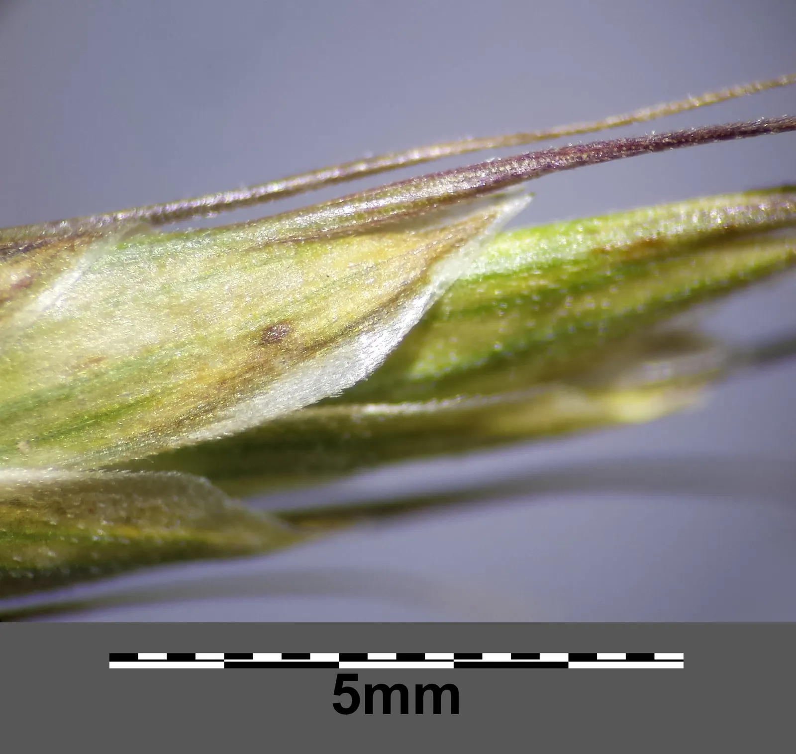 Japanese Grass Sedge (Carex Morrowii) — Its dense tufts are evergreen in milder climates, providing year-round interest; scientifically known as, image 124