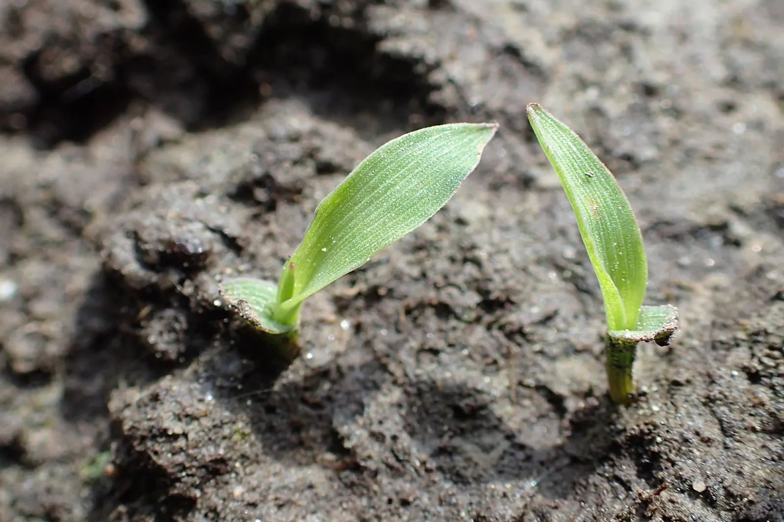Japanese Grass Sedge (Carex Morrowii) — variegated leaves up to 18 inches long and about 0.5 inches wide; making it an excellent choice for those, image 134
