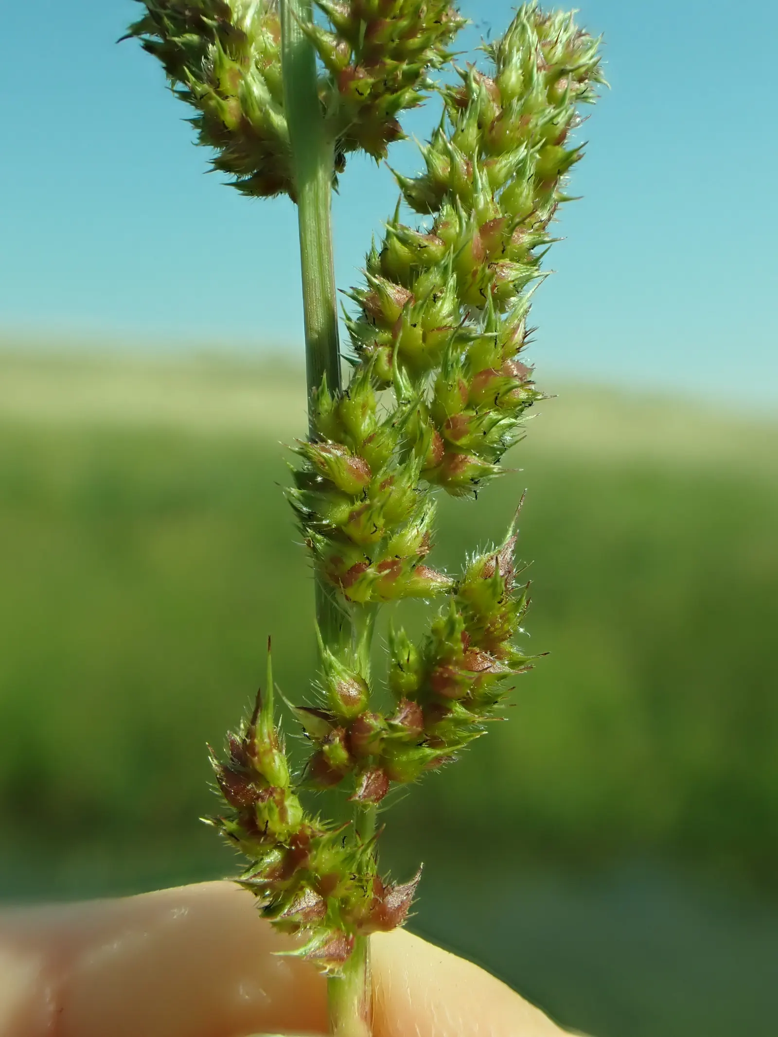 Japanese Grass Sedge (Carex Morrowii) — gracefully arching to a height of about 1 foot; it is also an attractive option for erosion control on, image 91