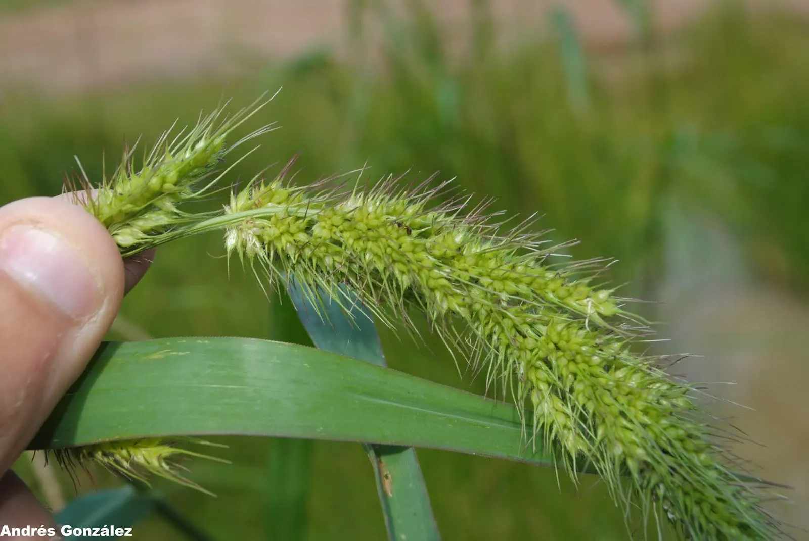 Japanese Grass Sedge (Carex Morrowii) — is a versatile and ornamental perennial well-suited for a variety of landscape designs; its foliage, image 118