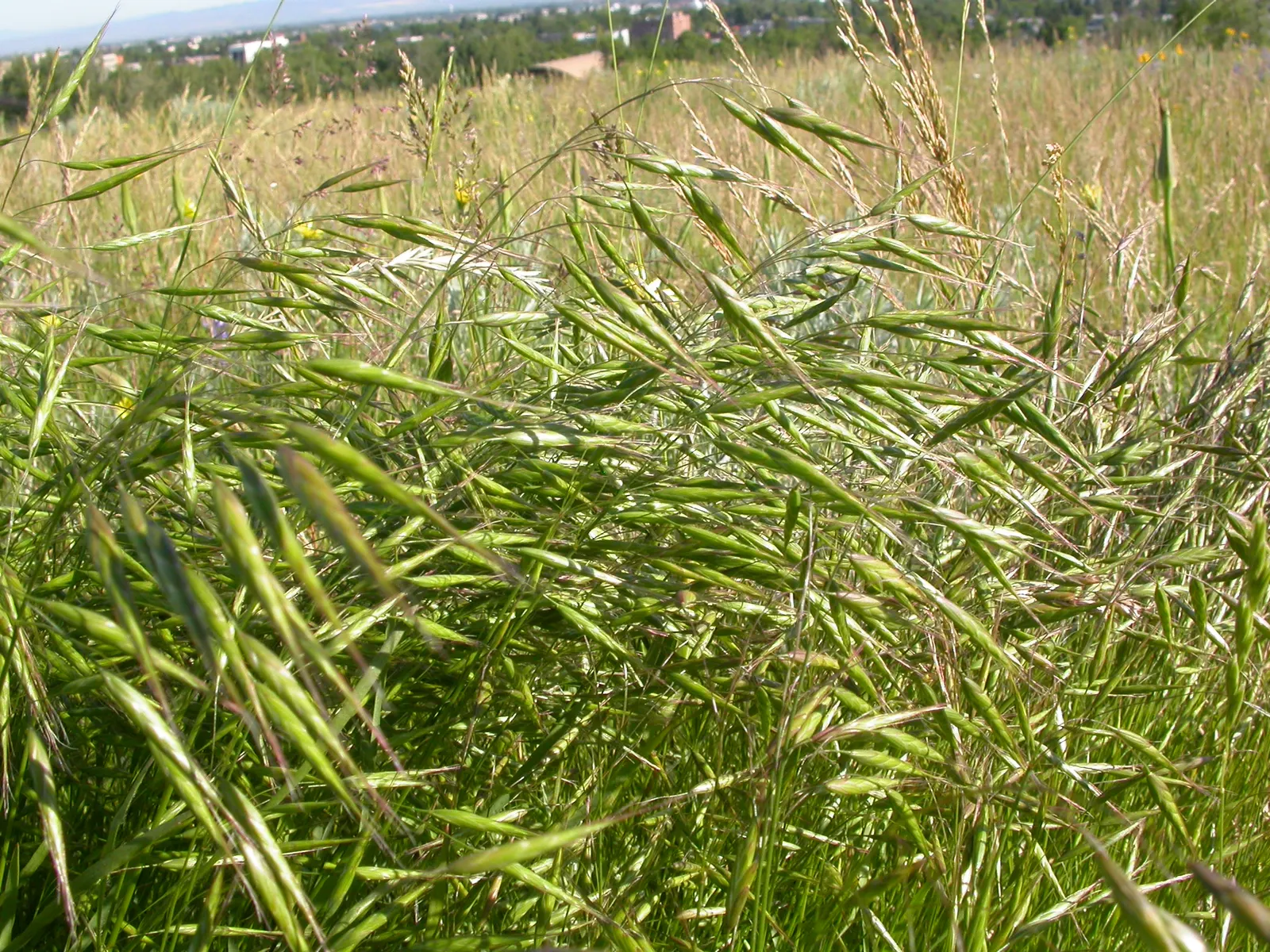 Japanese Grass Sedge (Carex Morrowii) — making it an excellent choice for those tricky areas beneath trees or in slightly shaded corners of the garden