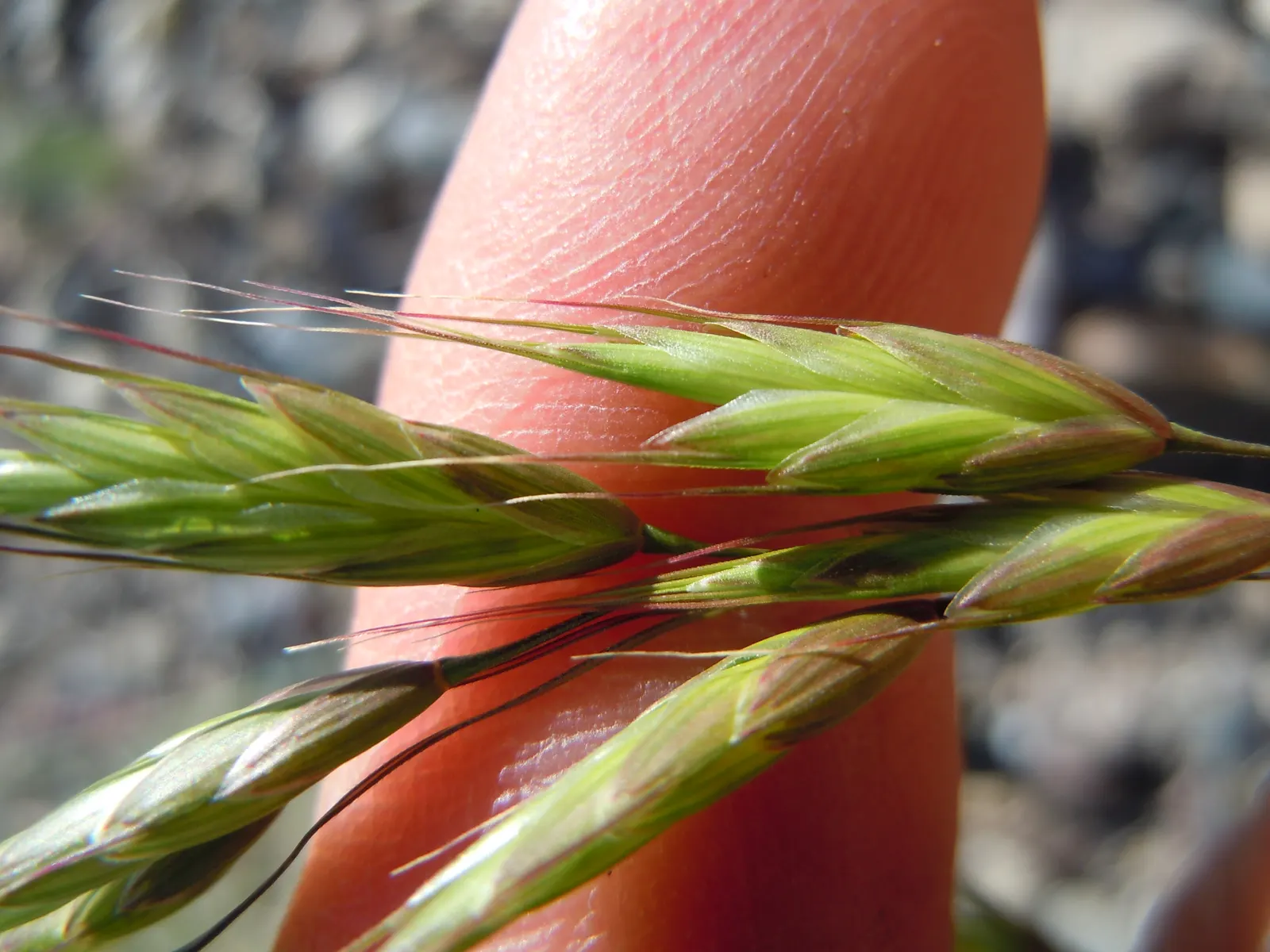 Japanese Grass Sedge (Carex Morrowii) — this sedge is rarely affected by pests or diseases; its dense tufts are evergreen in milder climates, image 103