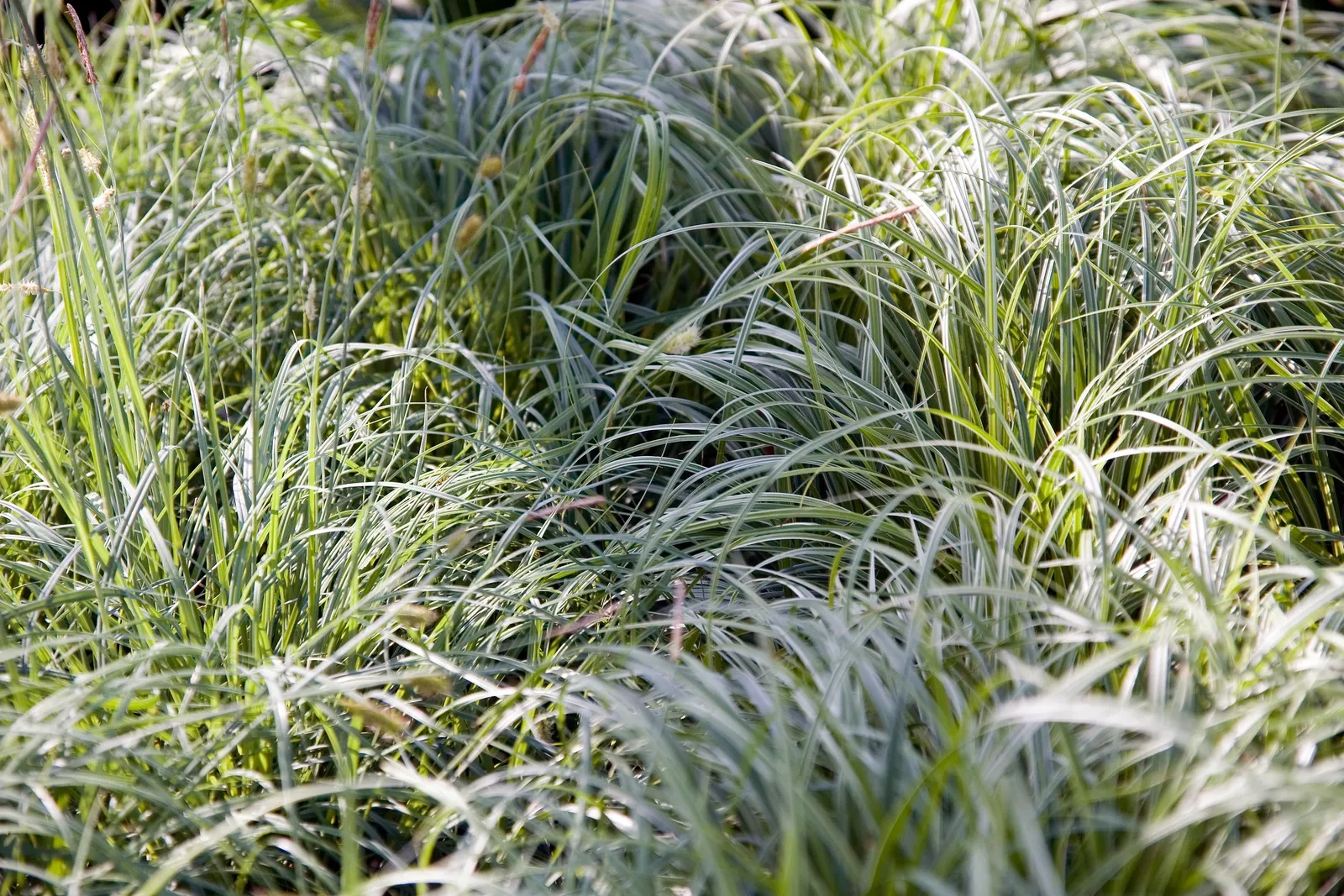 Japanese Grass Sedge (Carex Morrowii) — Its foliage consists of narrow; making it a reliable choice for a healthy, image 141