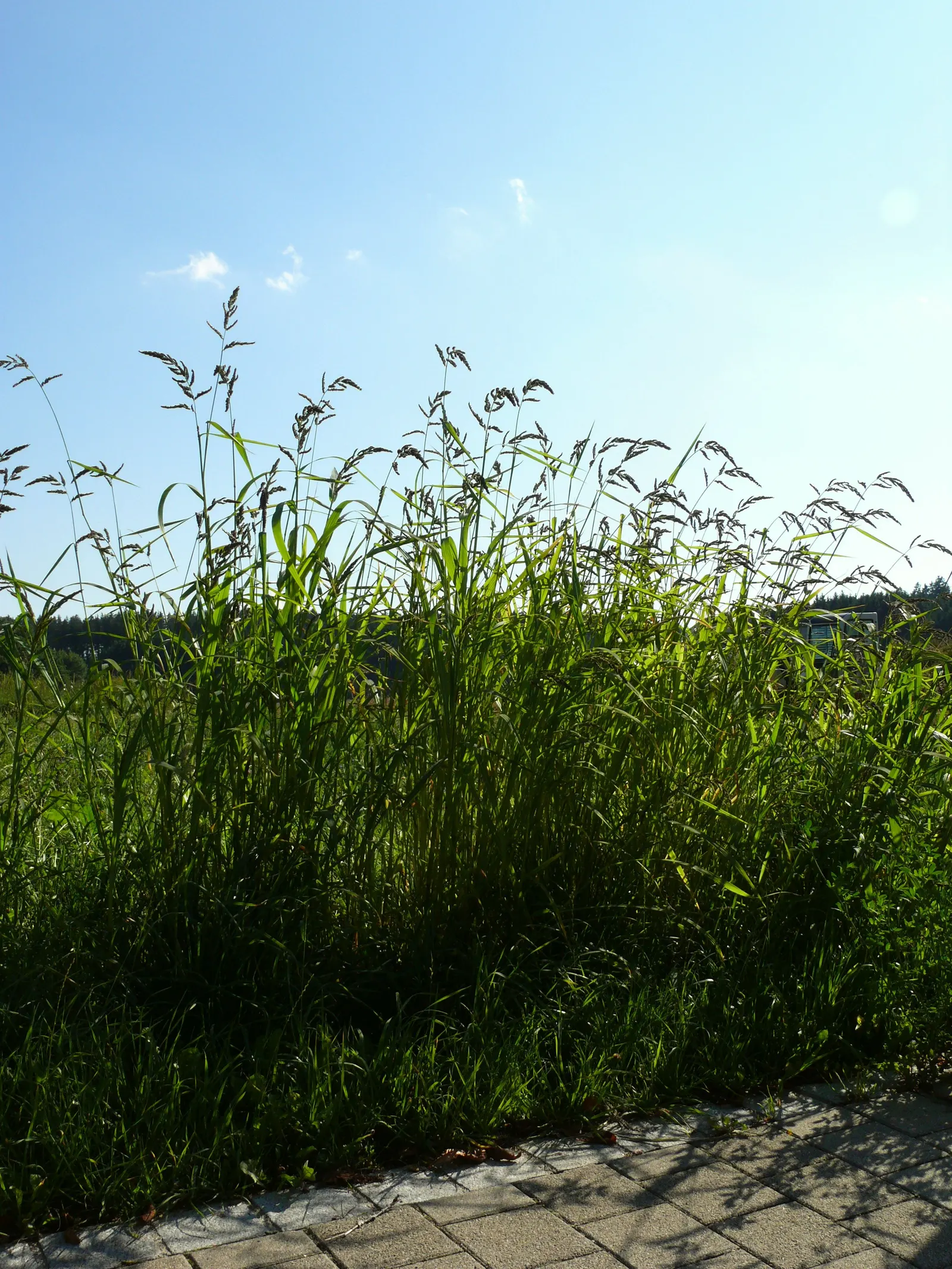 Japanese Grass Sedge (Carex Morrowii) — making it an excellent choice for those tricky areas beneath trees or in slightly shaded corners of the, image 121