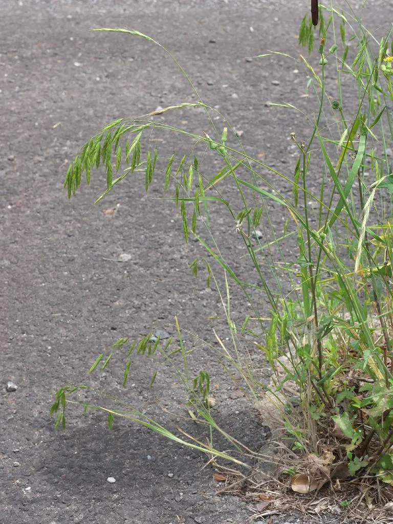 Japanese Grass Sedge (Carex Morrowii) — Ideal for border edges and shaded underplanting; arching leaves that exhibit a rich green color with striking white or