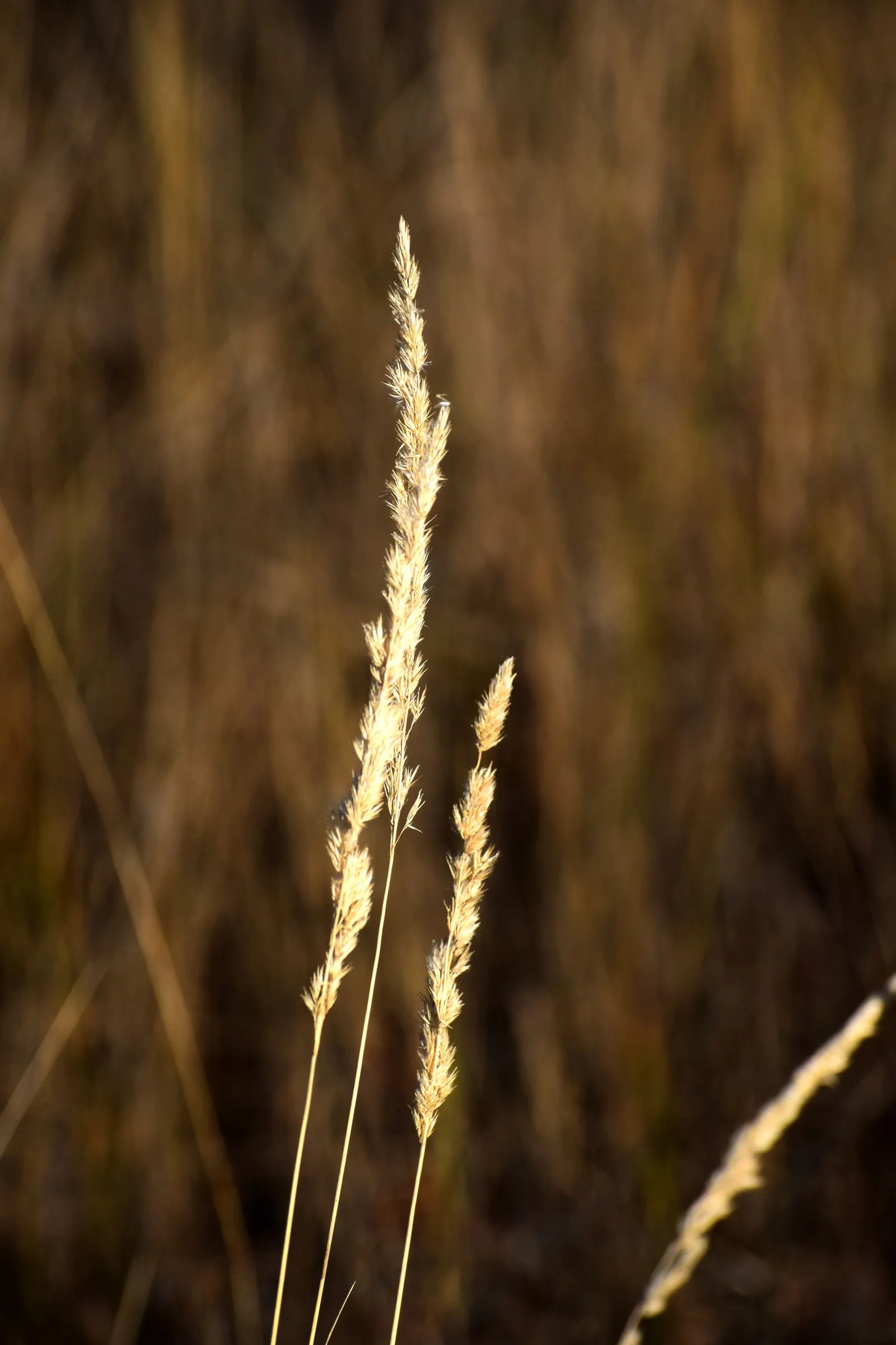 Japanese Grass Sedge (Carex Morrowii) — grass / ground cover with white blooms; it prefers well-draining soil but is adaptable to a range of soil, image 153