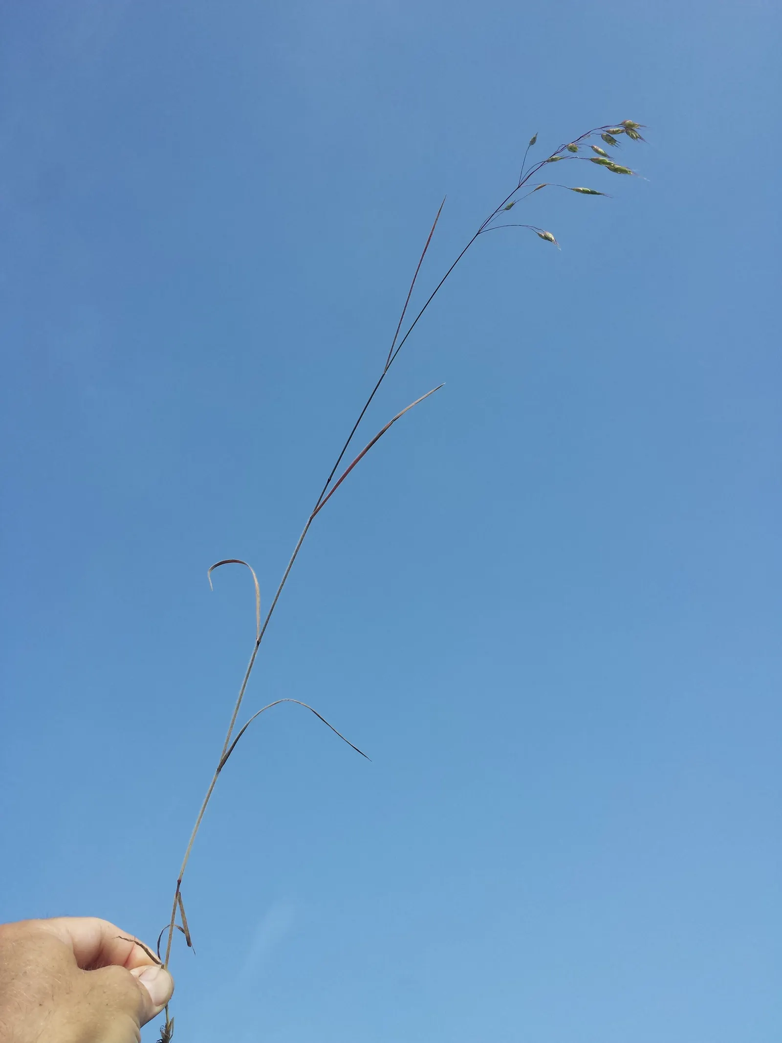 Japanese Grass Sedge (Carex Morrowii) — variegated leaves up to 18 inches long and about 0.5 inches wide