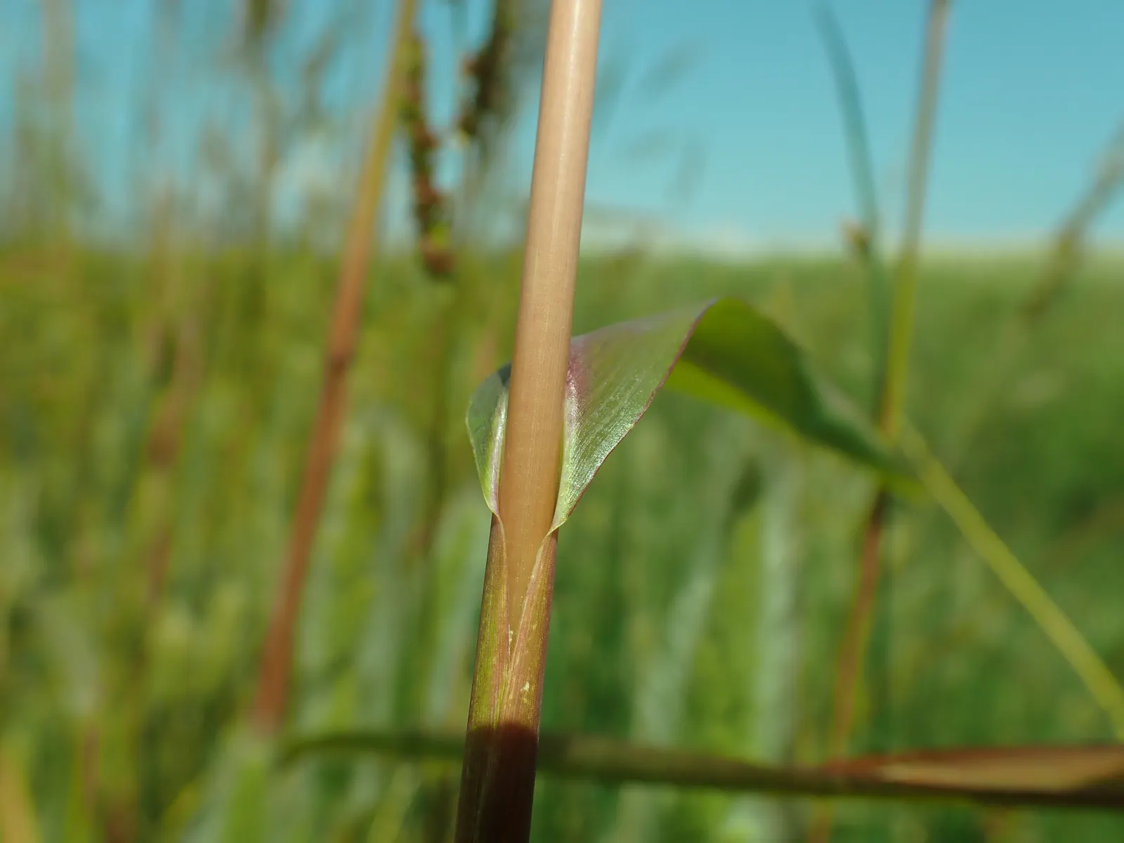 Japanese Grass Sedge (Carex Morrowii) — Its foliage consists of narrow; making it a reliable choice for a healthy, image 53