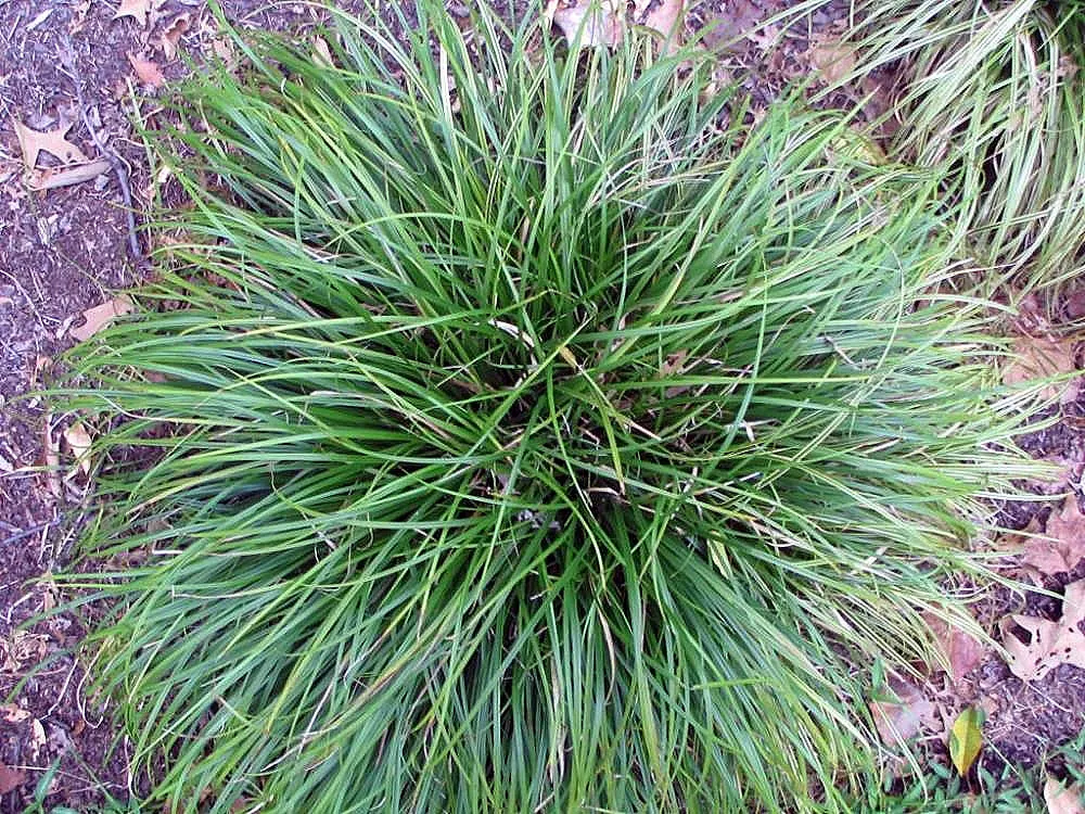 Japanese Grass Sedge (Carex Morrowii) — displaying versatility that can meet the needs of nearly any garden design brief; white flowers in the, image 107