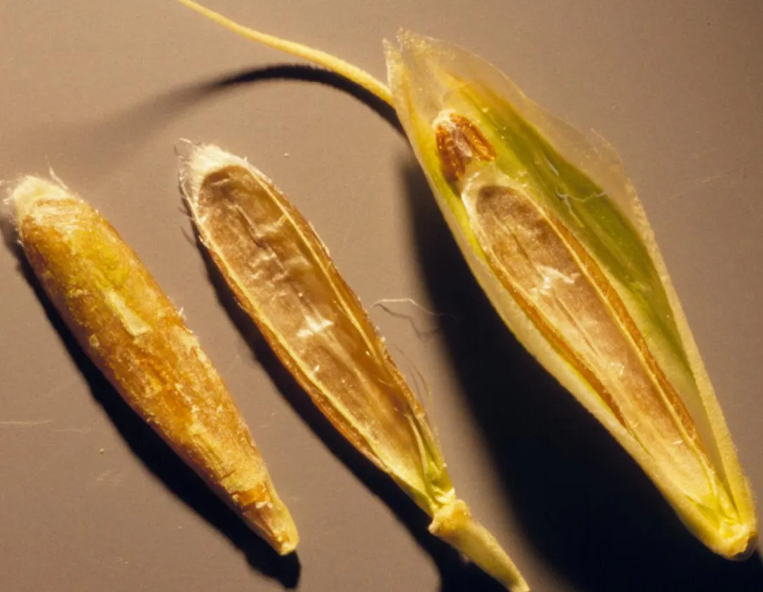 Japanese Grass Sedge (Carex Morrowii) — It is also an attractive option for erosion control on slopes or to soften the edges of water features, image 150