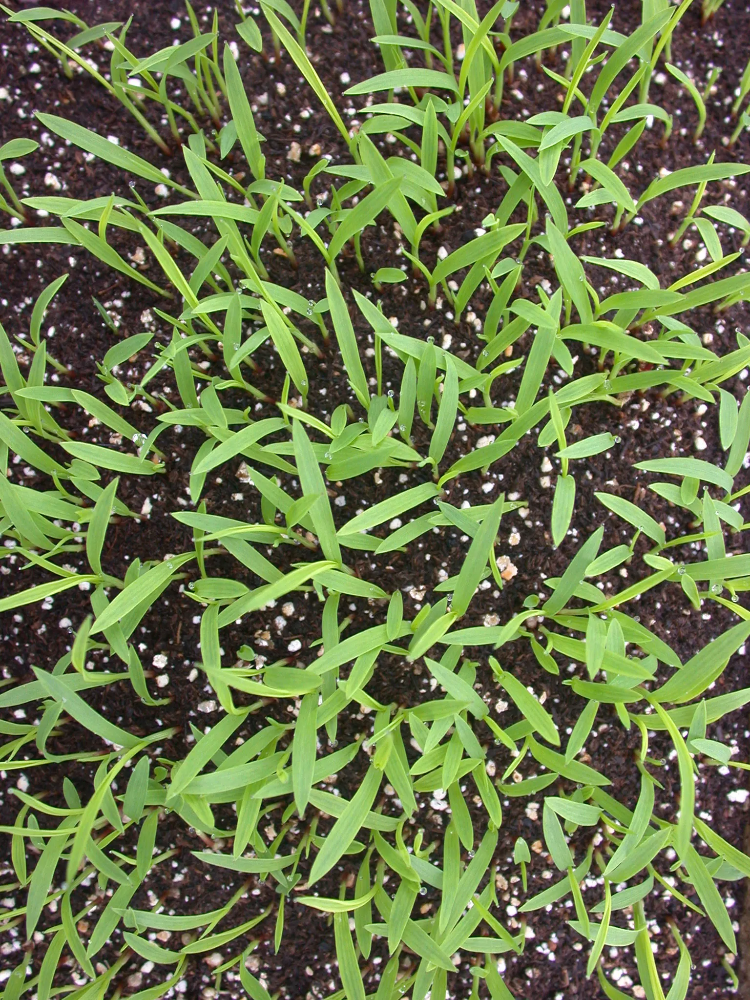 Japanese Grass Sedge (Carex Morrowii) — The Japanese Grass Sedge, Carex morrowii, is a decorative, clump-forming evergreen sedge, thriving in U.S
