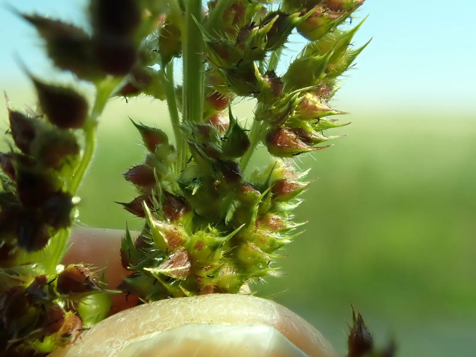 Japanese Grass Sedge (Carex Morrowii) — vibrant landscape.<br><br>Ideal for mass plantings; carex morrowii offers year-round interest with minimal, image 61
