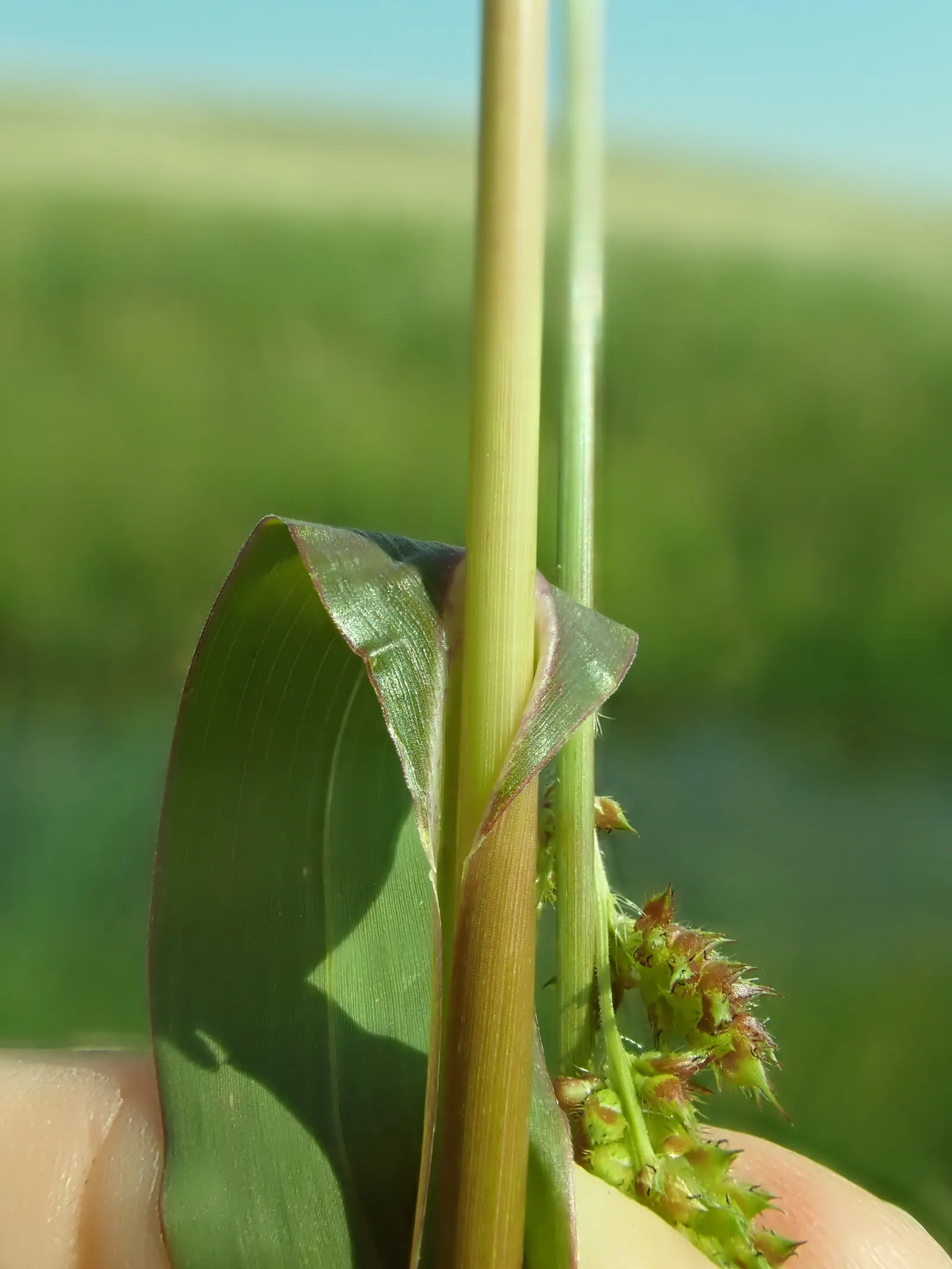 Japanese Grass Sedge (Carex Morrowii) — Its foliage consists of narrow; making it a reliable choice for a healthy, image 75