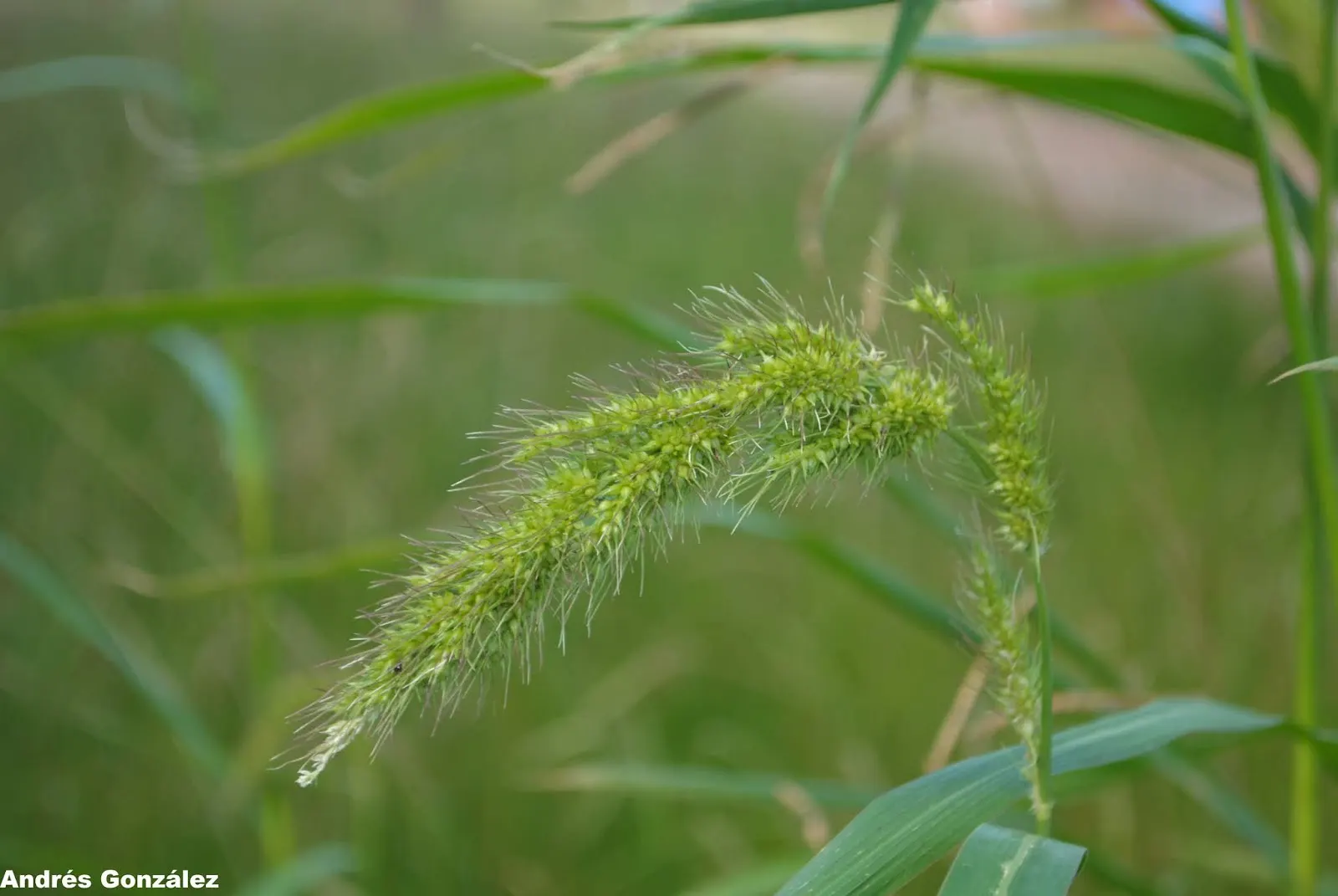 Japanese Grass Sedge (Carex Morrowii) — grass / ground cover for half or shade; displaying versatility that can meet the needs of nearly any garden design brief
