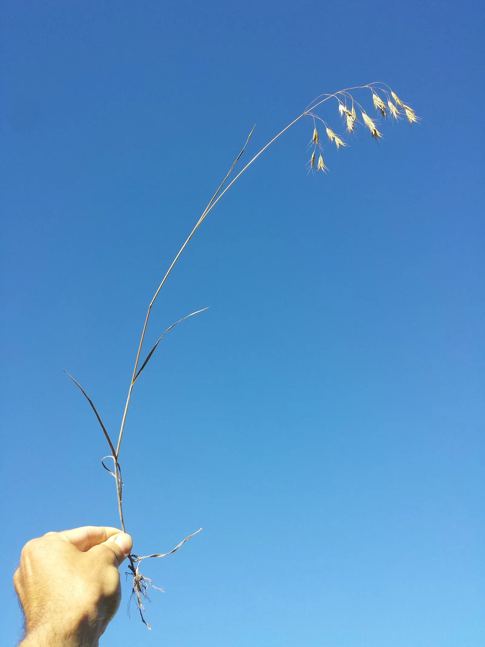 Japanese Grass Sedge (Carex Morrowii) — gracefully arching to a height of about 1 foot; it is also an attractive option for erosion control on, image 69