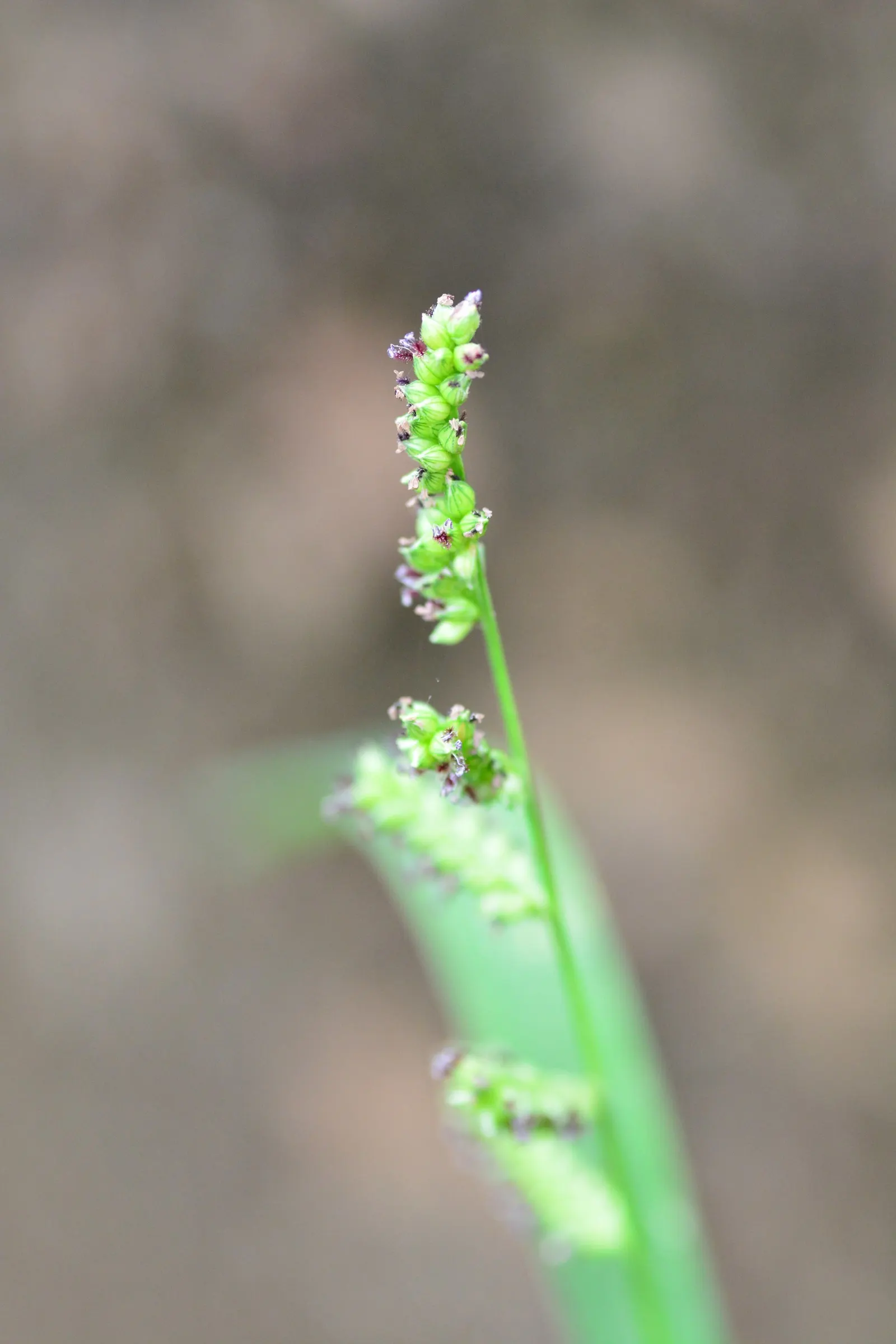 Japanese Grass Sedge (Carex Morrowii) — grass / ground cover for half or shade; displaying versatility that can meet the needs of nearly any garden, image 66