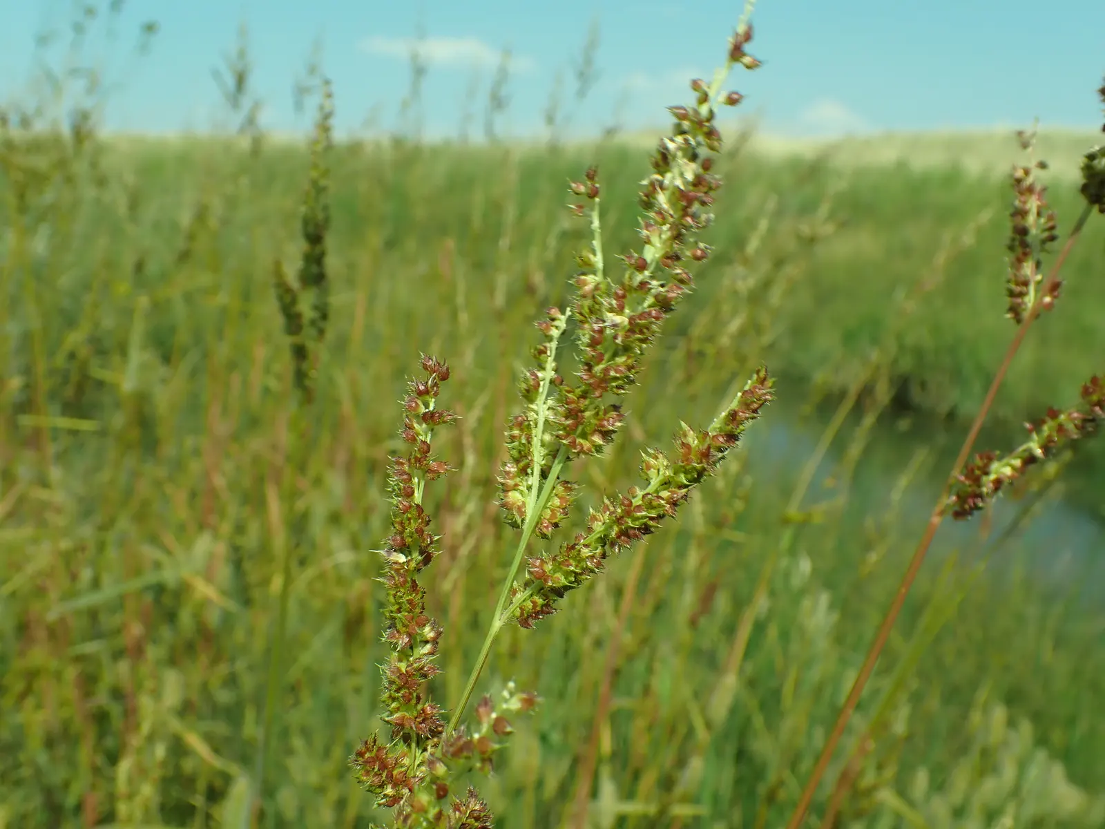 Japanese Grass Sedge (Carex Morrowii) — vibrant landscape.<br><br>Ideal for mass plantings; carex morrowii offers year-round interest with minimal maintenance