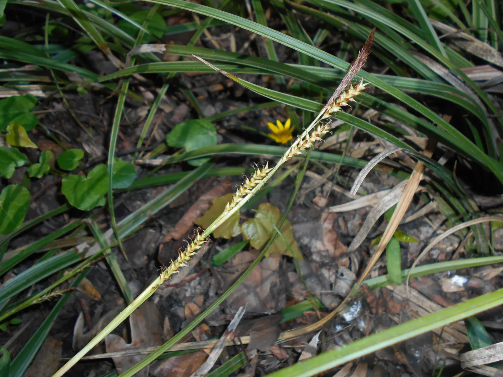 Japanese Grass Sedge (Carex Morrowii) — displaying versatility that can meet the needs of nearly any garden design brief; white flowers in the, image 151