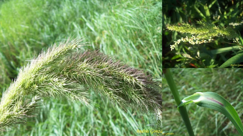 Japanese Grass Sedge (Carex Morrowii) — only requiring trimming back in late winter or early spring to encourage fresh; grass / ground cover for half or shade