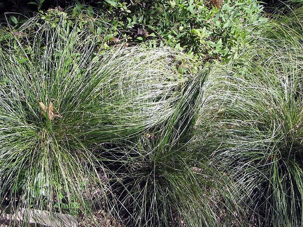 Japanese Grass Sedge (Carex Morrowii) — Carex morrowii offers year-round interest with minimal maintenance; vibrant landscape.<br><br>Ideal for, image 116