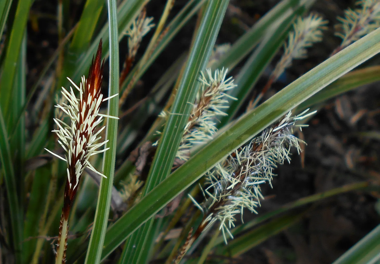 Japanese Grass Sedge (Carex Morrowii) — Prefers partial to full shade and moist, well-drained soils; gracefully arching to a height of about 1 foot, image 48