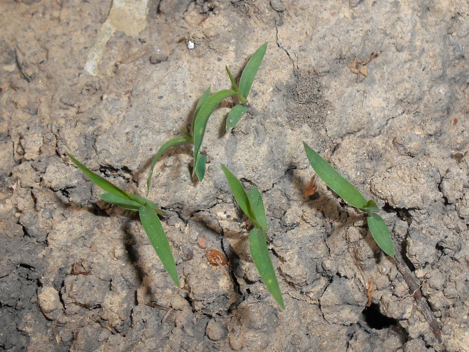 Japanese Grass Sedge (Carex Morrowii) — only requiring trimming back in late winter or early spring to encourage fresh; grass / ground cover for, image 123