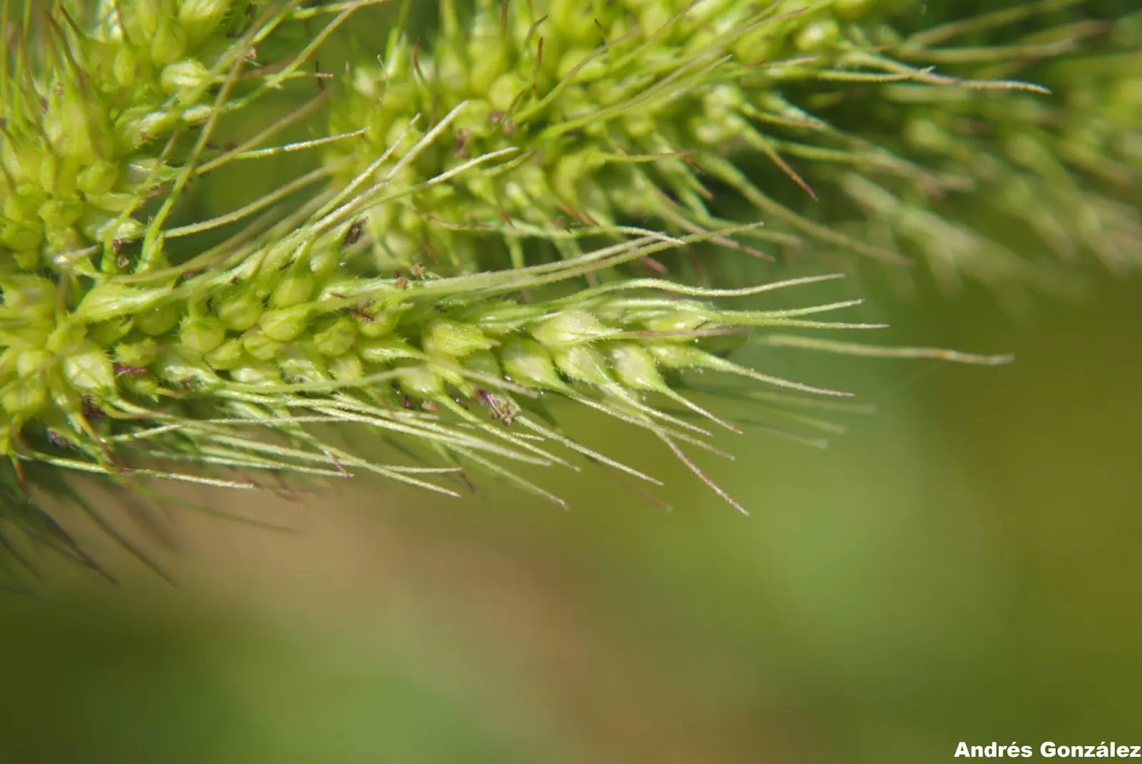 Japanese Grass Sedge (Carex Morrowii) — vibrant landscape.<br><br>Ideal for mass plantings; carex morrowii offers year-round interest with minimal, image 149