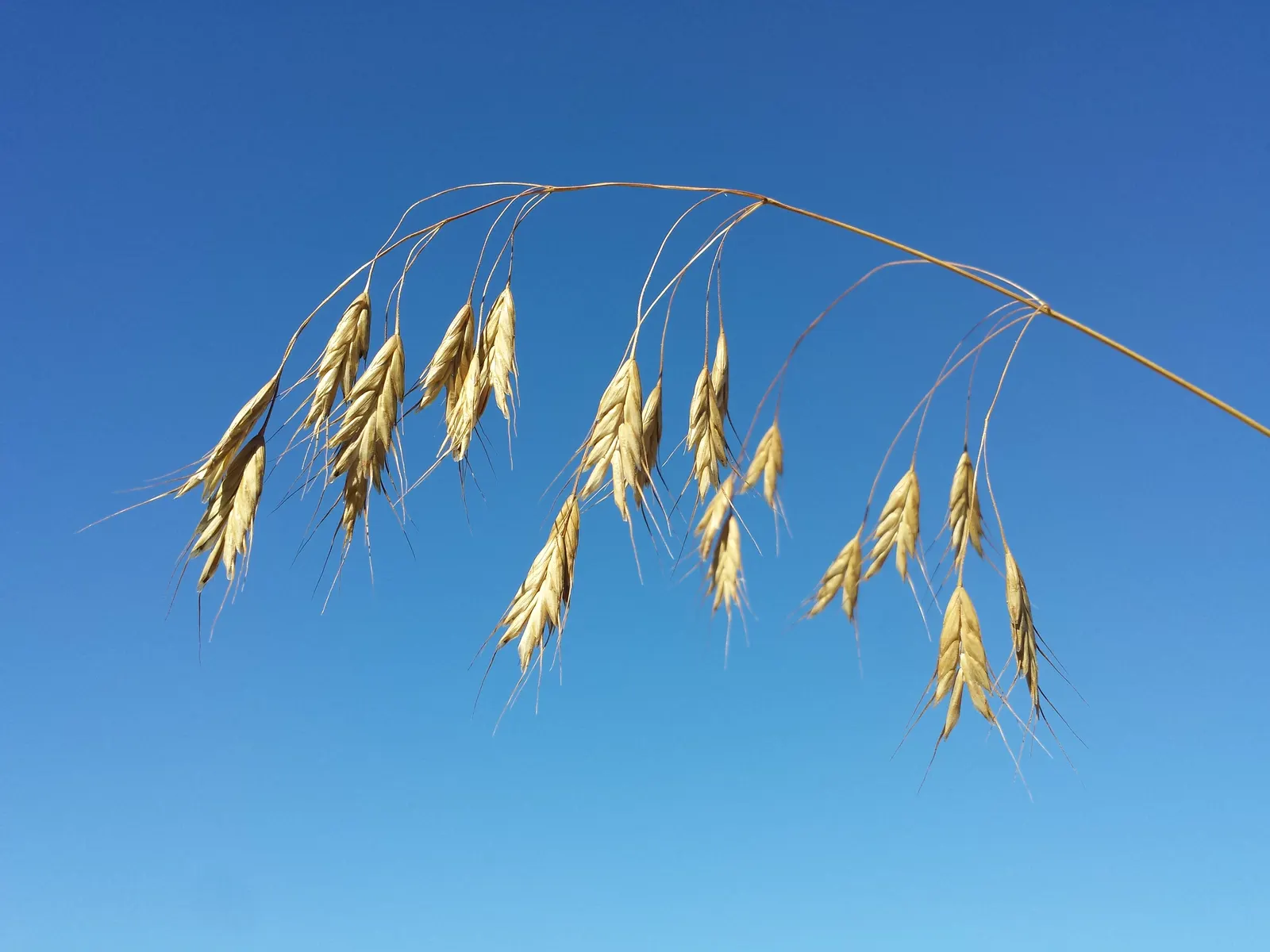 Japanese Grass Sedge (Carex Morrowii) — It is also an attractive option for erosion control on slopes or to soften the edges of water features, image 106