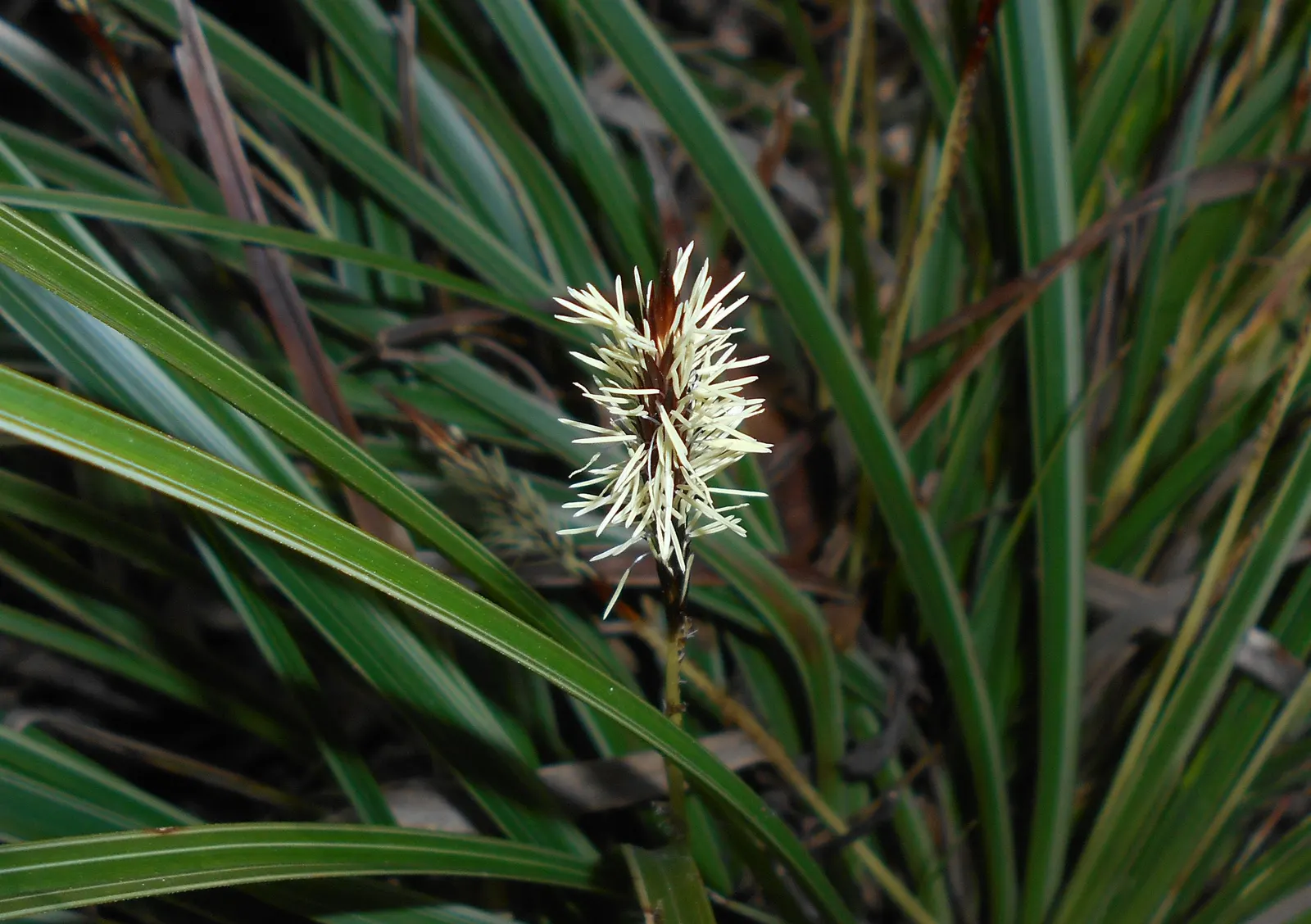 Japanese Grass Sedge (Carex Morrowii) — making it an excellent choice for those tricky areas beneath trees or in slightly shaded corners of the garden; is a