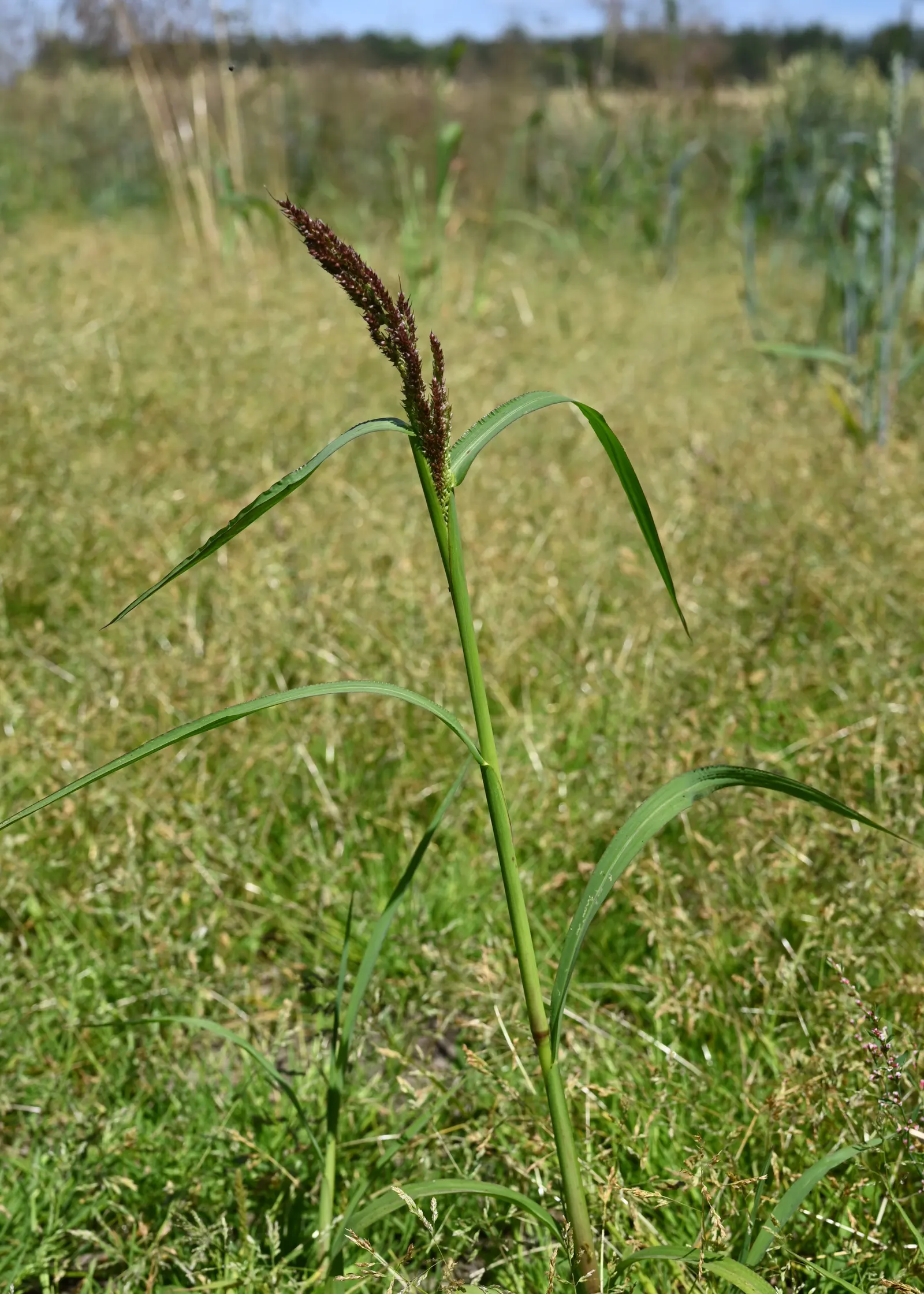 Japanese Grass Sedge (Carex Morrowii) — It prefers well-draining soil but is adaptable to a range of soil types; this sedge is rarely affected by, image 100