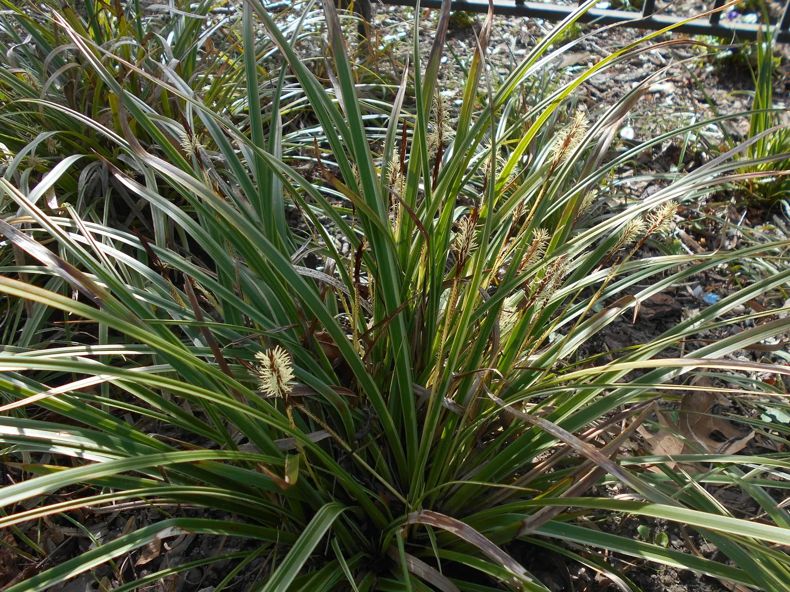Japanese Grass Sedge (Carex Morrowii) — It is also an attractive option for erosion control on slopes or to soften the edges of water features; only requiring