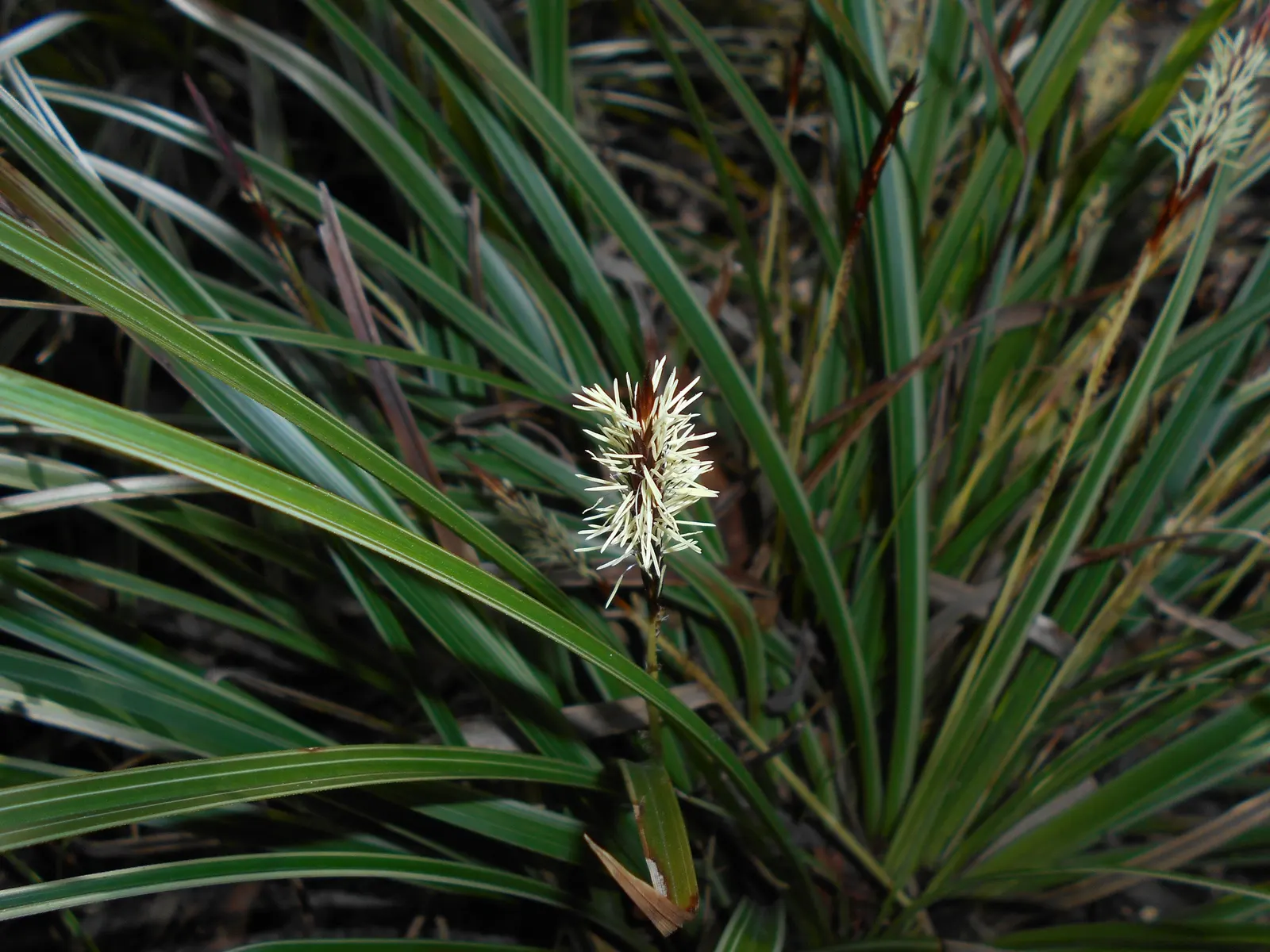 Japanese Grass Sedge (Carex Morrowii) — grass / ground cover with white blooms; it prefers well-draining soil but is adaptable to a range of soil, image 87
