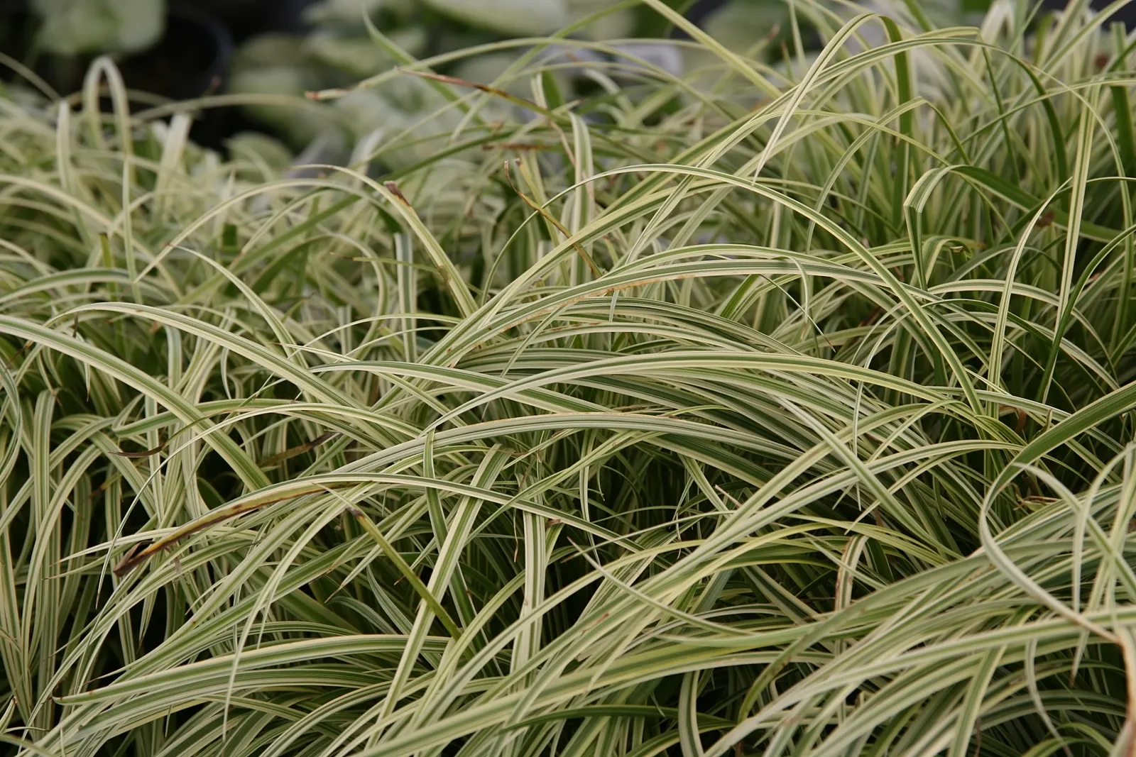 Japanese Grass Sedge (Carex Morrowii) — this sedge is rarely affected by pests or diseases; its dense tufts are evergreen in milder climates, image 81