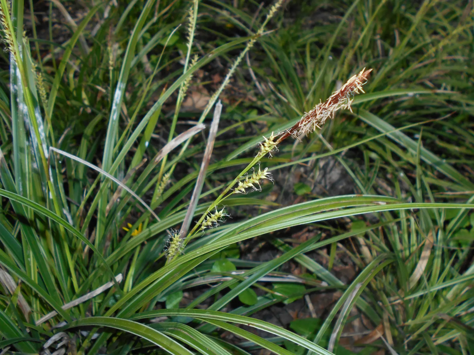 Japanese Grass Sedge (Carex Morrowii) — scientifically known as Carex morrowii; variegated leaves up to 18 inches long and about 0.5 inches wide, image 139