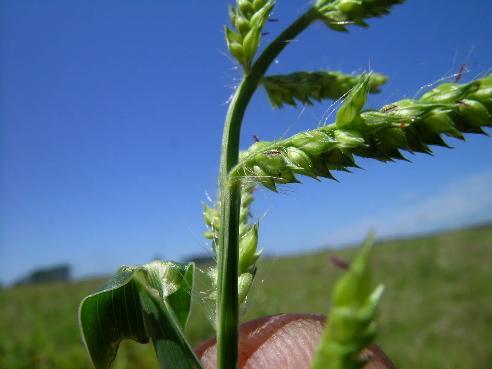 Japanese Grass Sedge (Carex Morrowii) — Prefers partial to full shade and moist, well-drained soils; gracefully arching to a height of about 1 foot, image 136