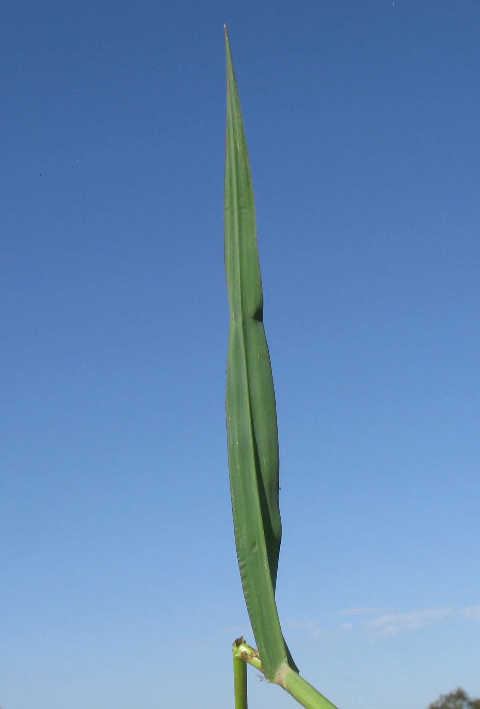Japanese Grass Sedge (Carex Morrowii) — scientifically known as Carex morrowii; variegated leaves up to 18 inches long and about 0.5 inches wide, image 51