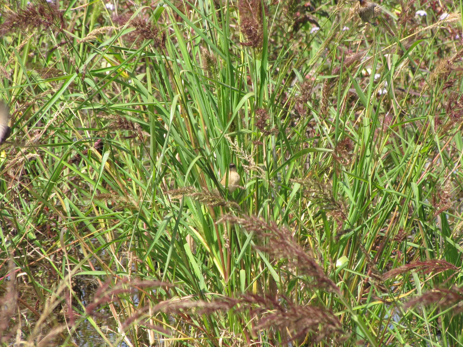 Japanese Grass Sedge (Carex Morrowii) — scientifically known as Carex morrowii; variegated leaves up to 18 inches long and about 0.5 inches wide, image 117