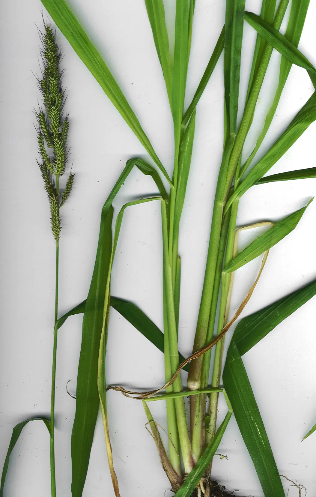 Japanese Grass Sedge (Carex Morrowii) — white flowers in the garden; ideal for border edges and shaded underplanting, image 152