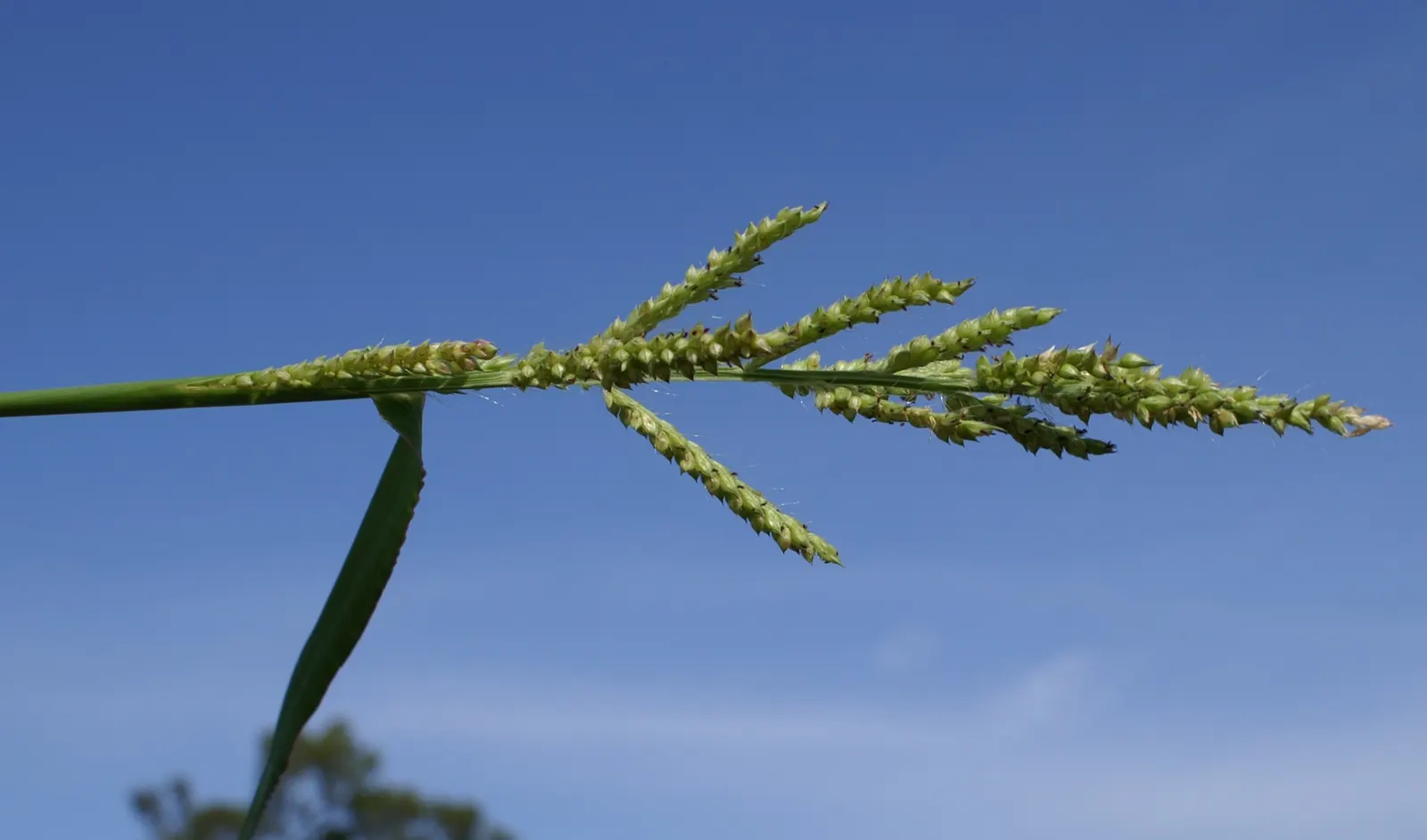 Japanese Grass Sedge (Carex Morrowii) — It prefers well-draining soil but is adaptable to a range of soil types; this sedge is rarely affected by, image 78