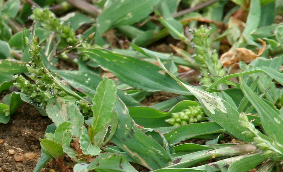 Japanese Grass Sedge (Carex Morrowii) — Its dense tufts are evergreen in milder climates, providing year-round interest; scientifically known as, image 58