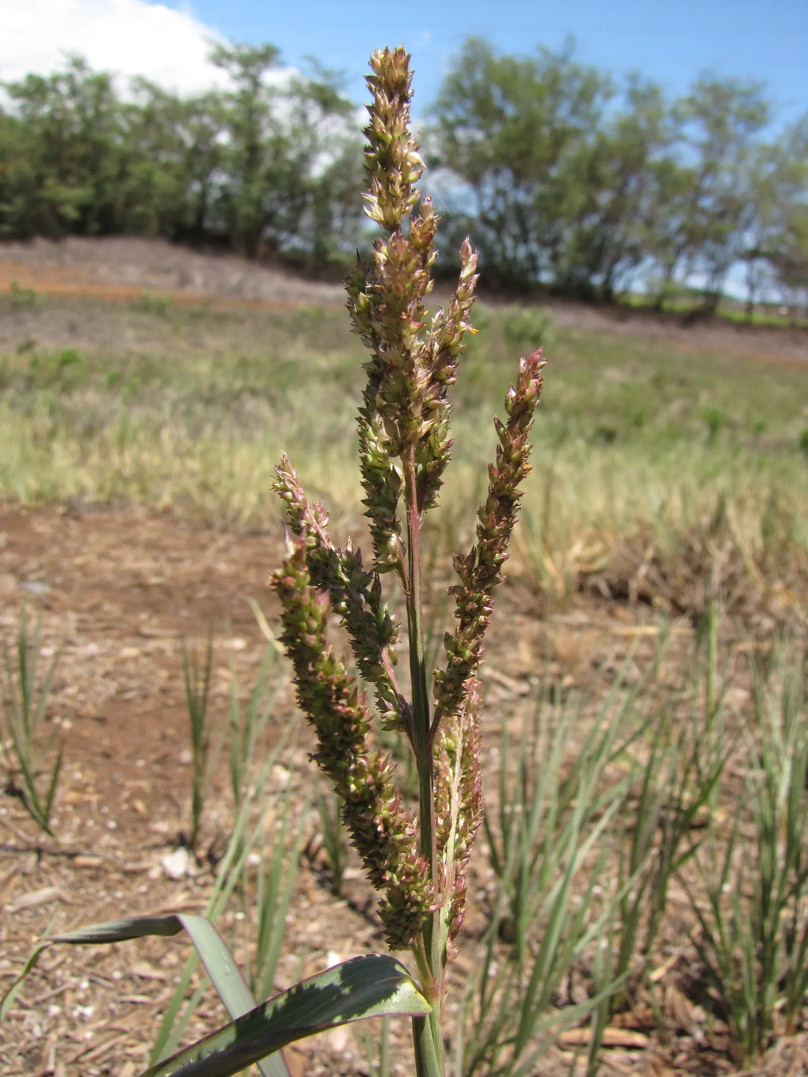 Japanese Grass Sedge (Carex Morrowii) — grass / ground cover for half or shade