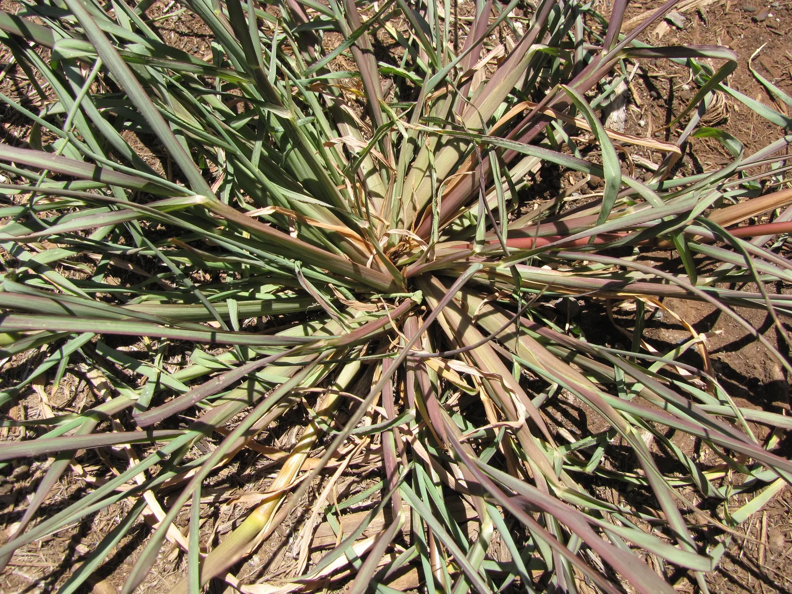 Japanese Grass Sedge (Carex Morrowii) — grass / ground cover with white blooms; it prefers well-draining soil but is adaptable to a range of soil, image 131