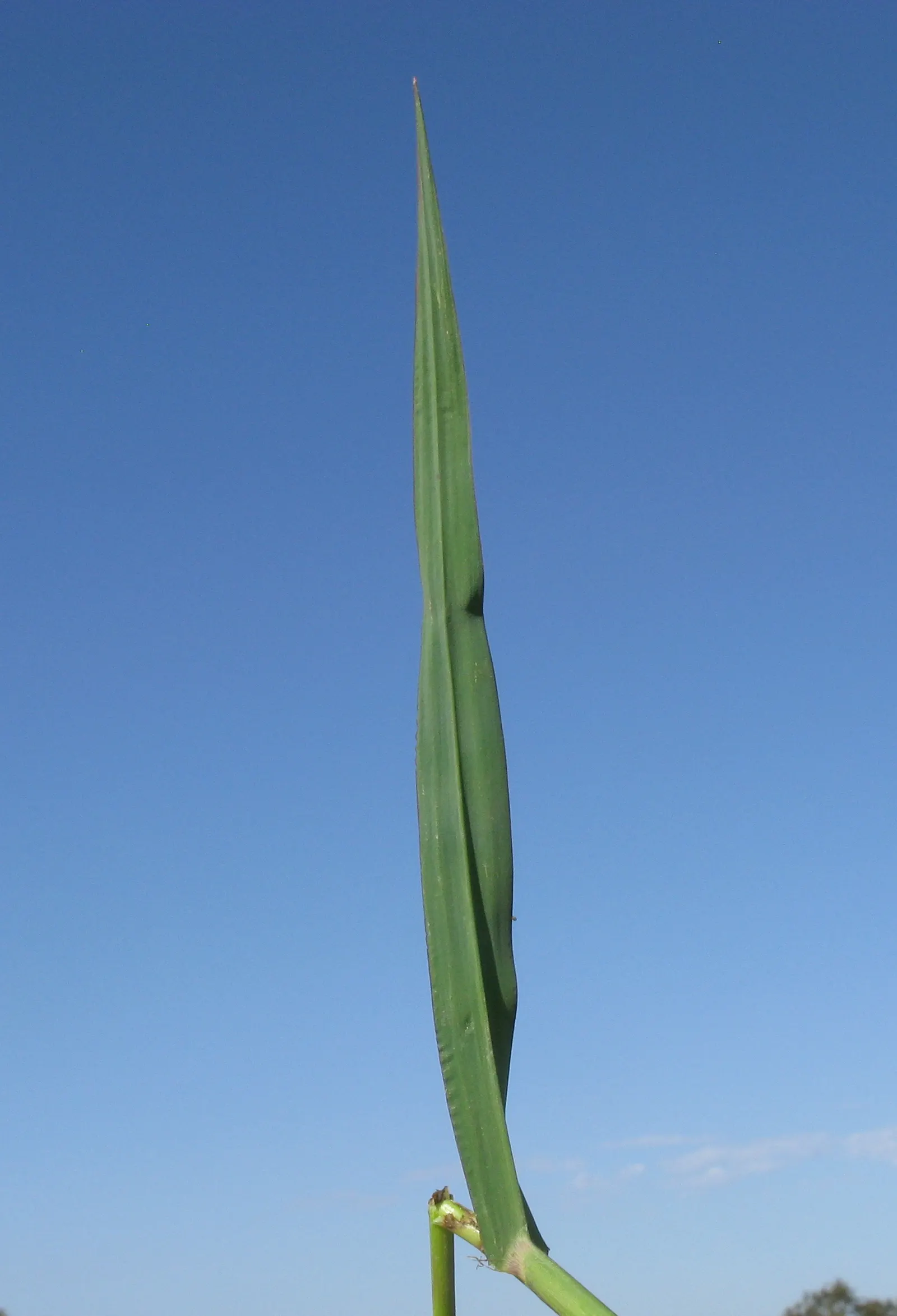 Japanese Grass Sedge (Carex Morrowii) — is a versatile and ornamental perennial well-suited for a variety of landscape designs