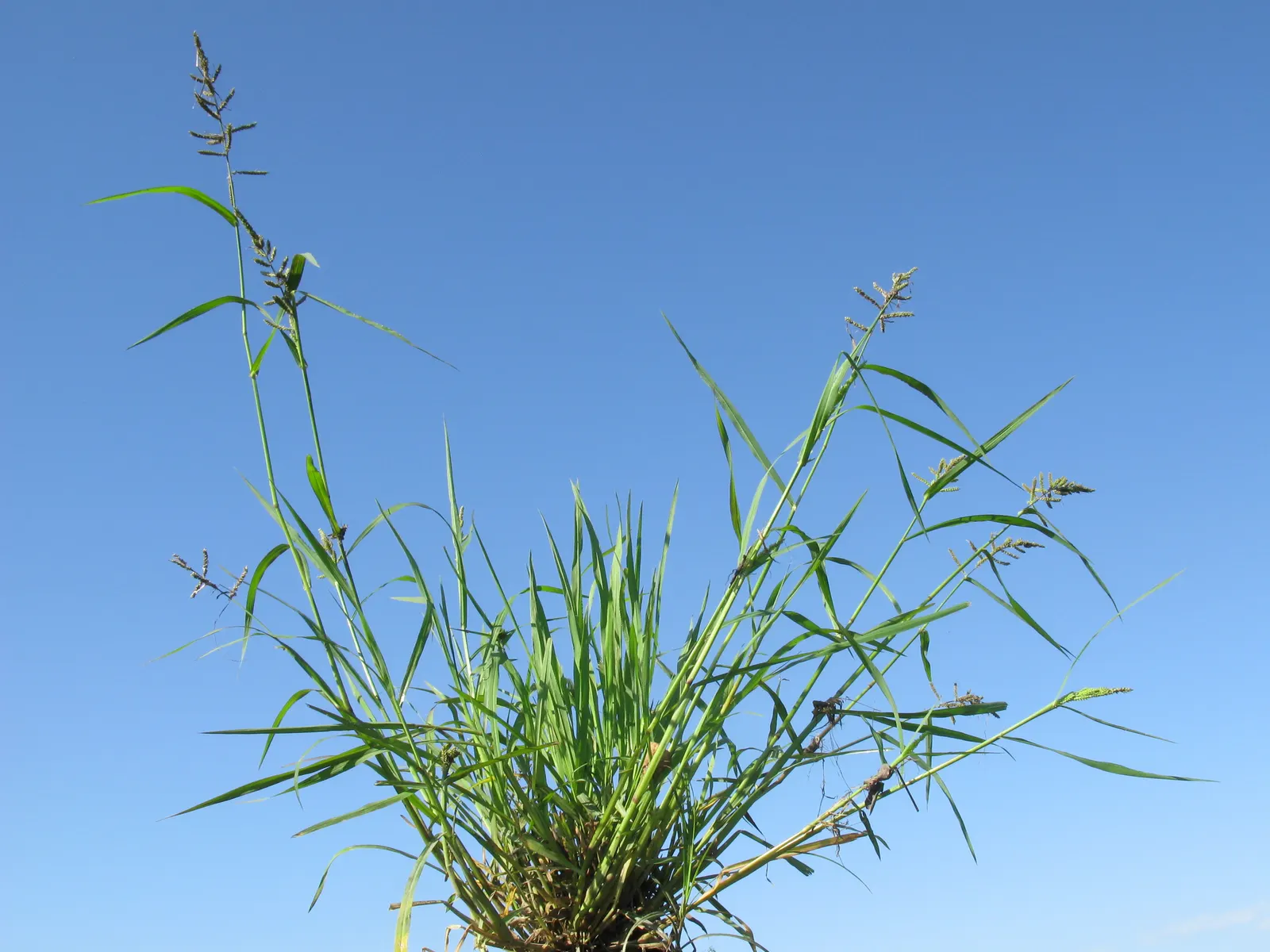 Japanese Grass Sedge (Carex Morrowii) — Ideal for border edges and shaded underplanting; arching leaves that exhibit a rich green color with, image 71