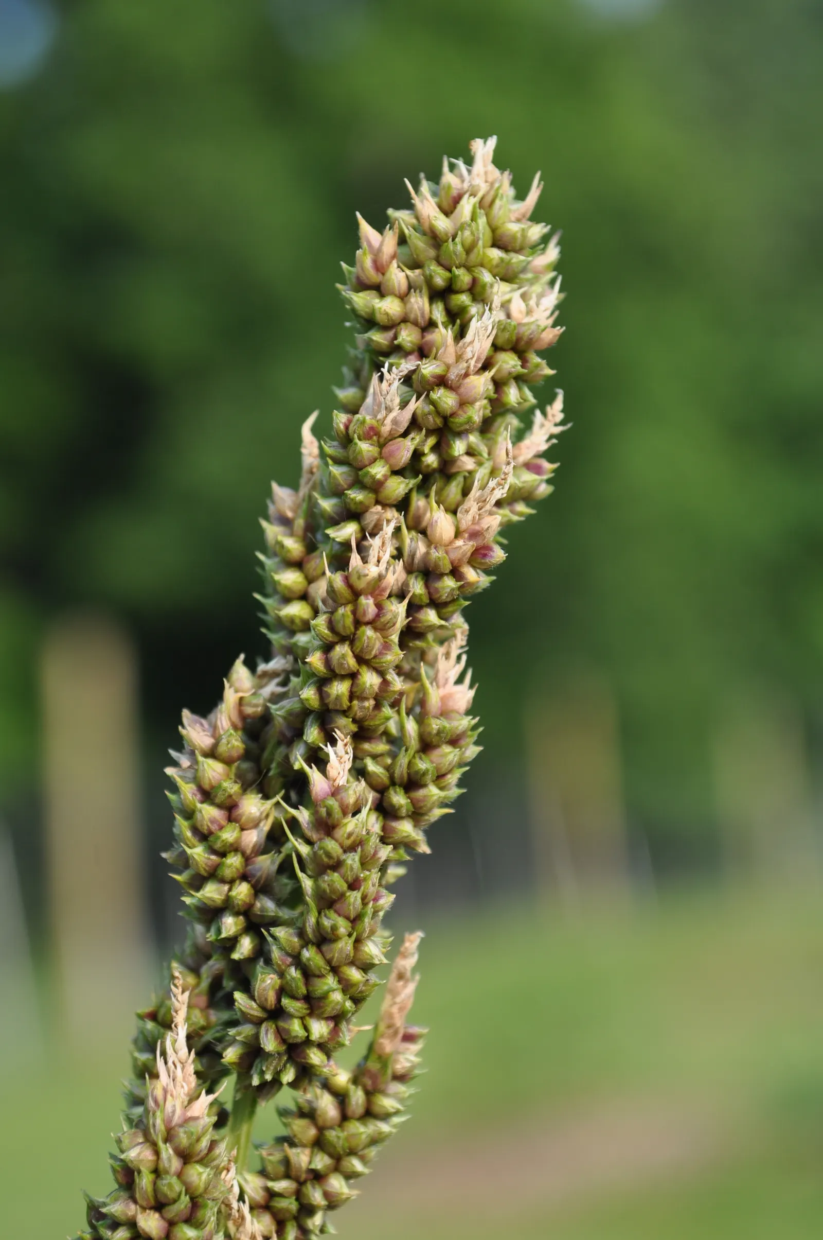 Japanese Grass Sedge (Carex Morrowii) — It is also an attractive option for erosion control on slopes or to soften the edges of water features