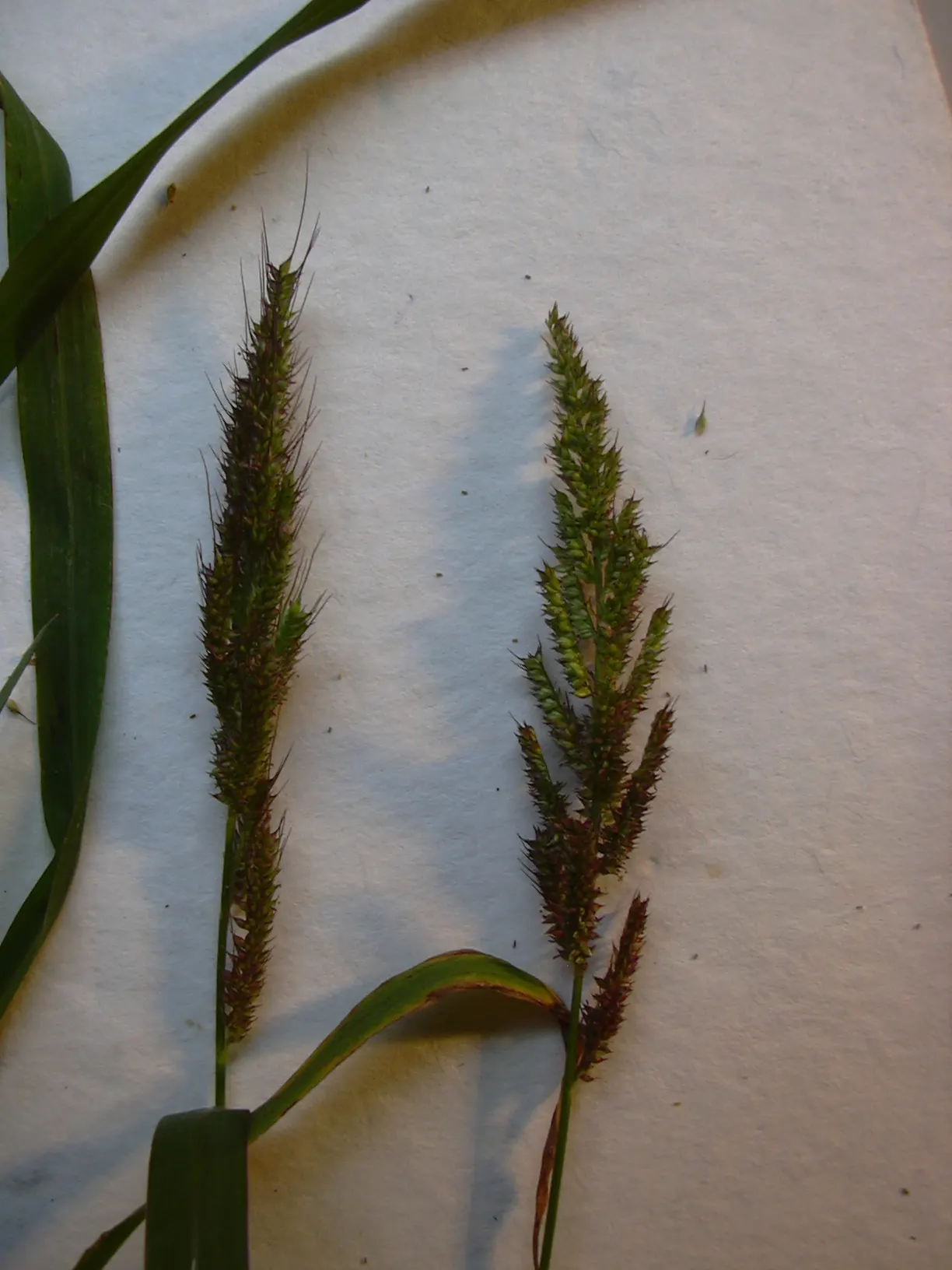 Japanese Grass Sedge (Carex Morrowii) — gracefully arching to a height of about 1 foot