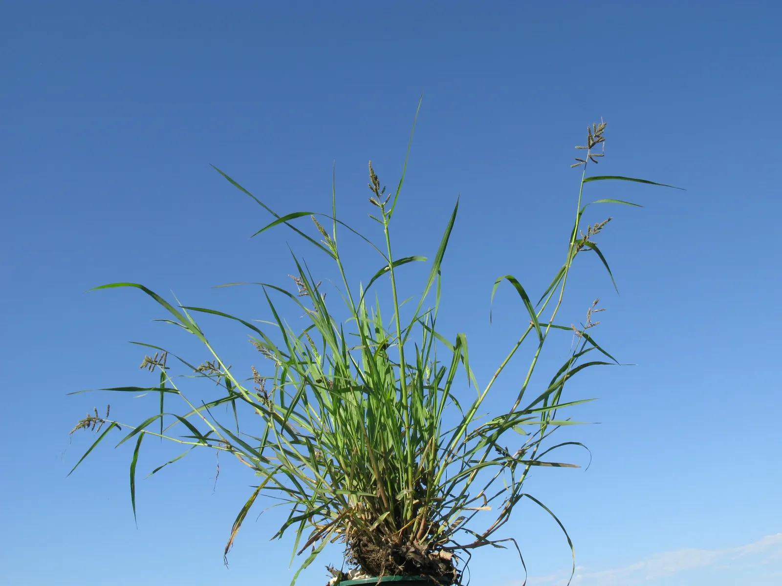 Japanese Grass Sedge (Carex Morrowii) — scientifically known as Carex morrowii; variegated leaves up to 18 inches long and about 0.5 inches wide