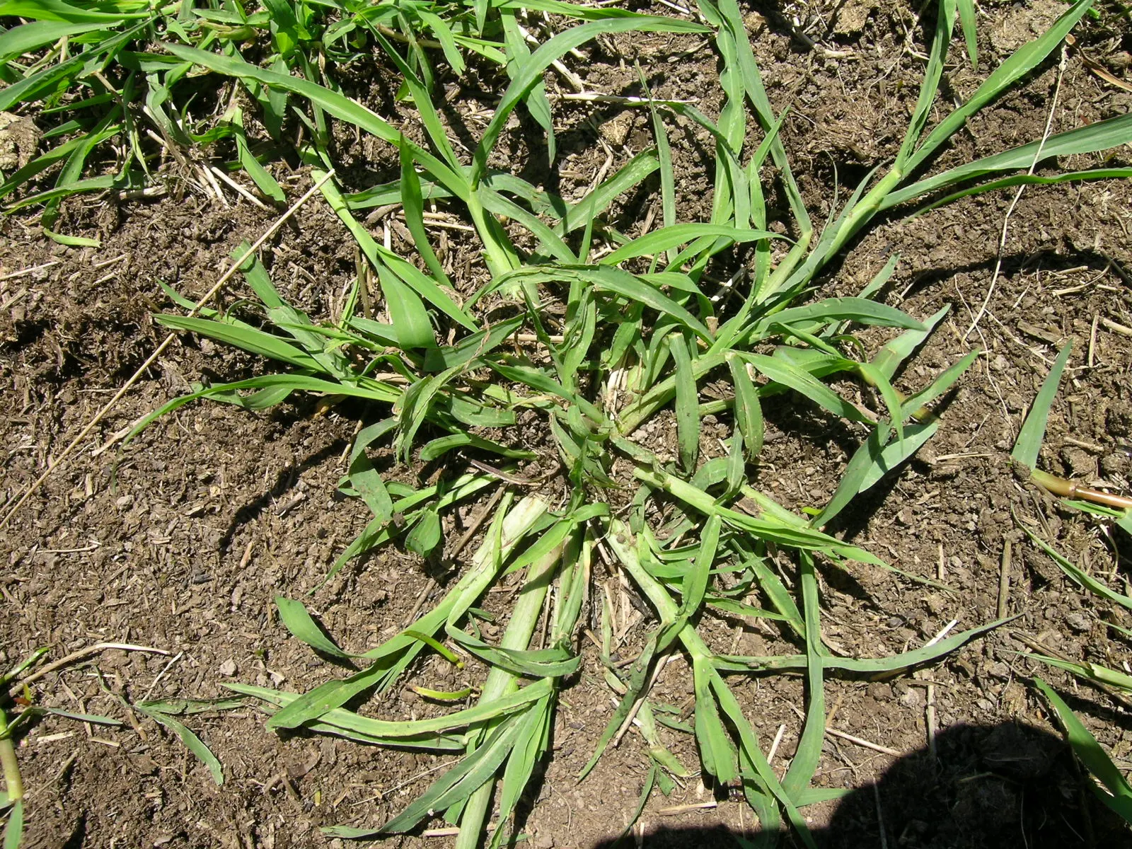 Japanese Grass Sedge (Carex Morrowii) — variegated leaves up to 18 inches long and about 0.5 inches wide; making it an excellent choice for those, image 112