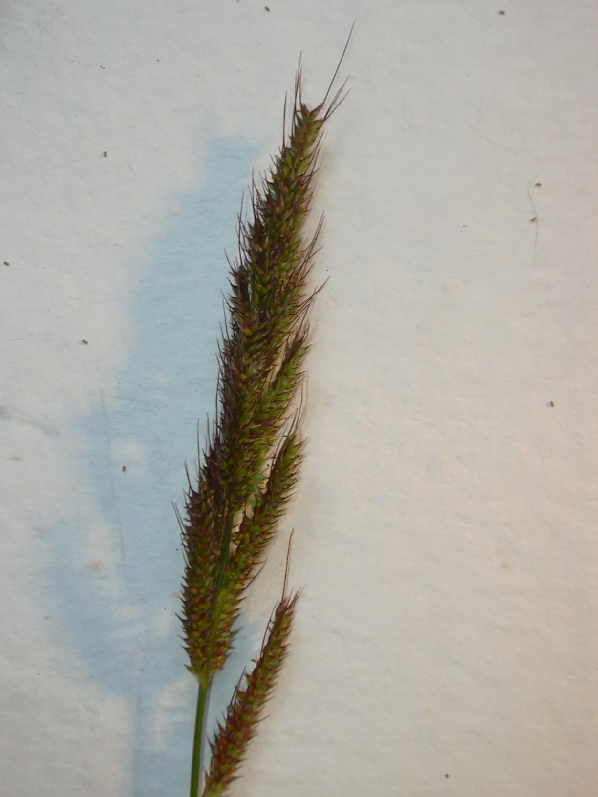 Japanese Grass Sedge (Carex Morrowii) — The Japanese Grass Sedge, Carex morrowii, is a decorative, clump-forming evergreen sedge, thriving in U.S, image 45